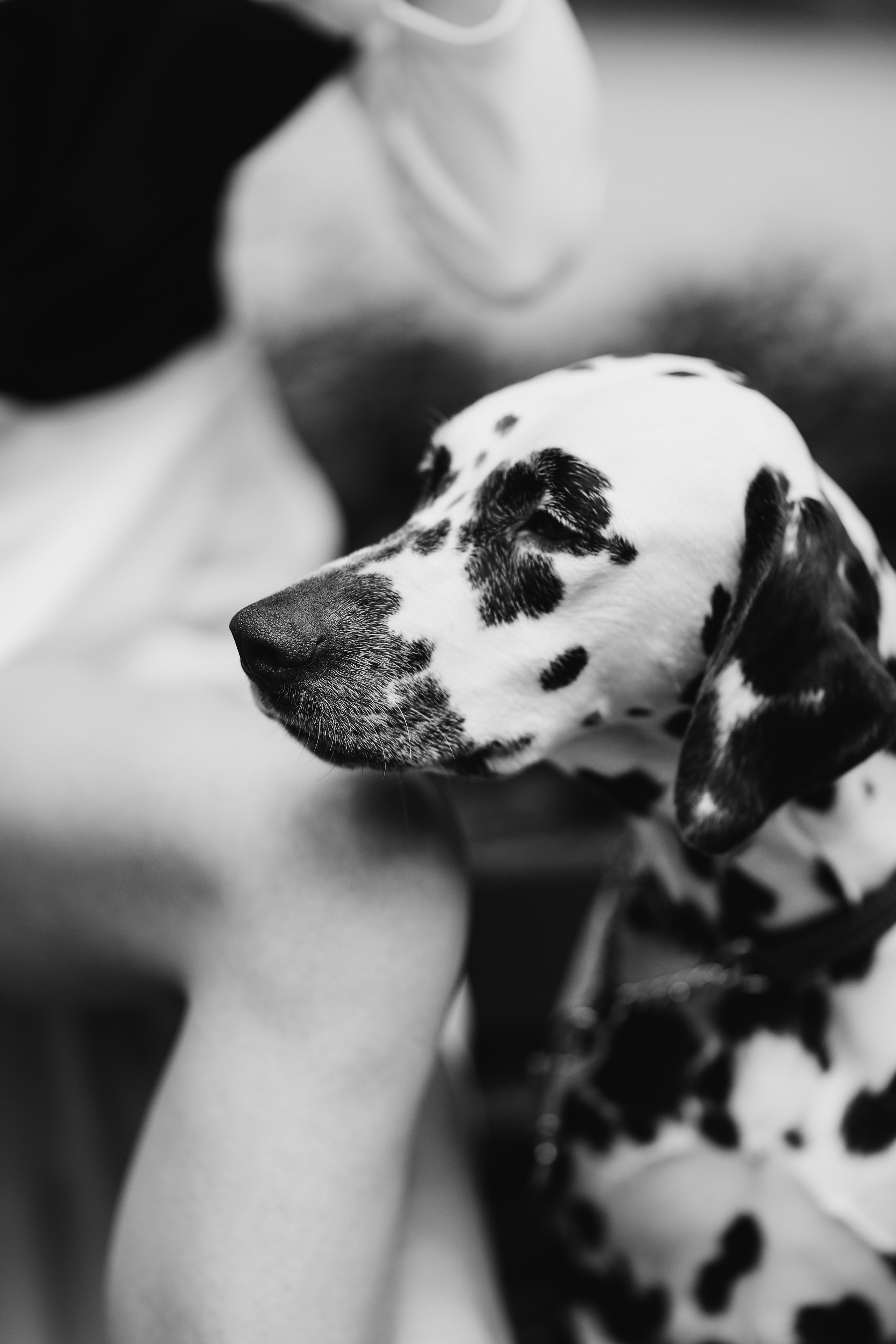 Свадебная прогулка с далматинцами. Свадебный и love story фотограф в Санкт-Петербурге (Спб) Natali Iva