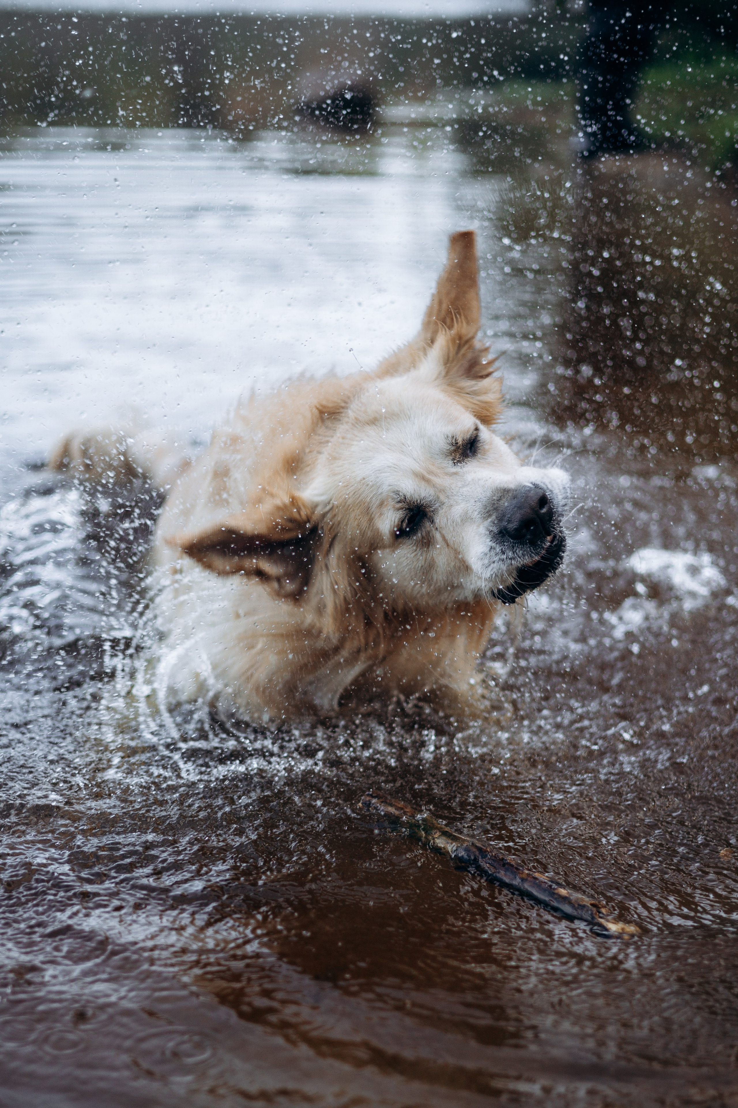 Лёва и его семья. Фотограф — Анималист | Санкт-Петербург