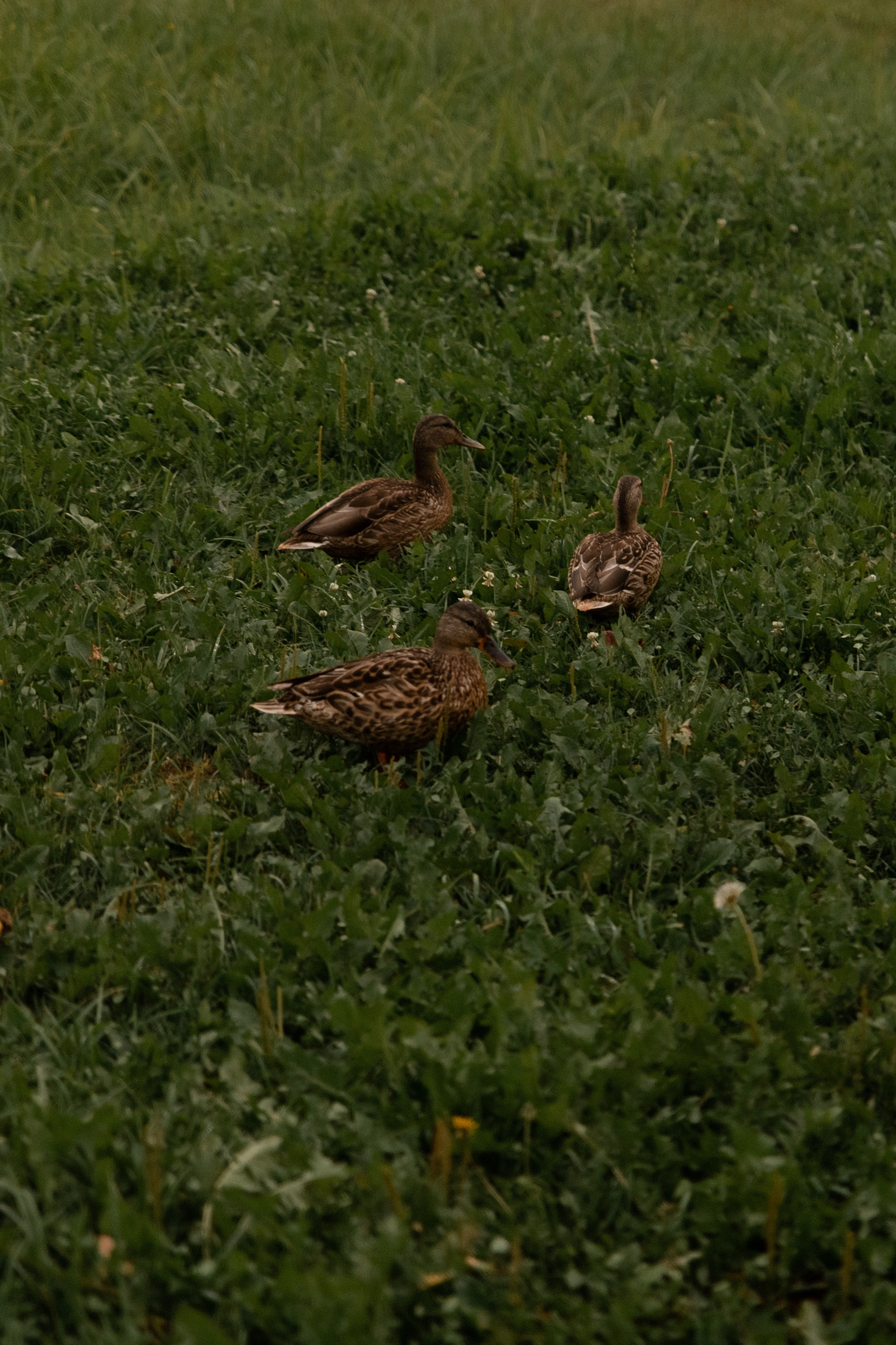 Wedding. Главная