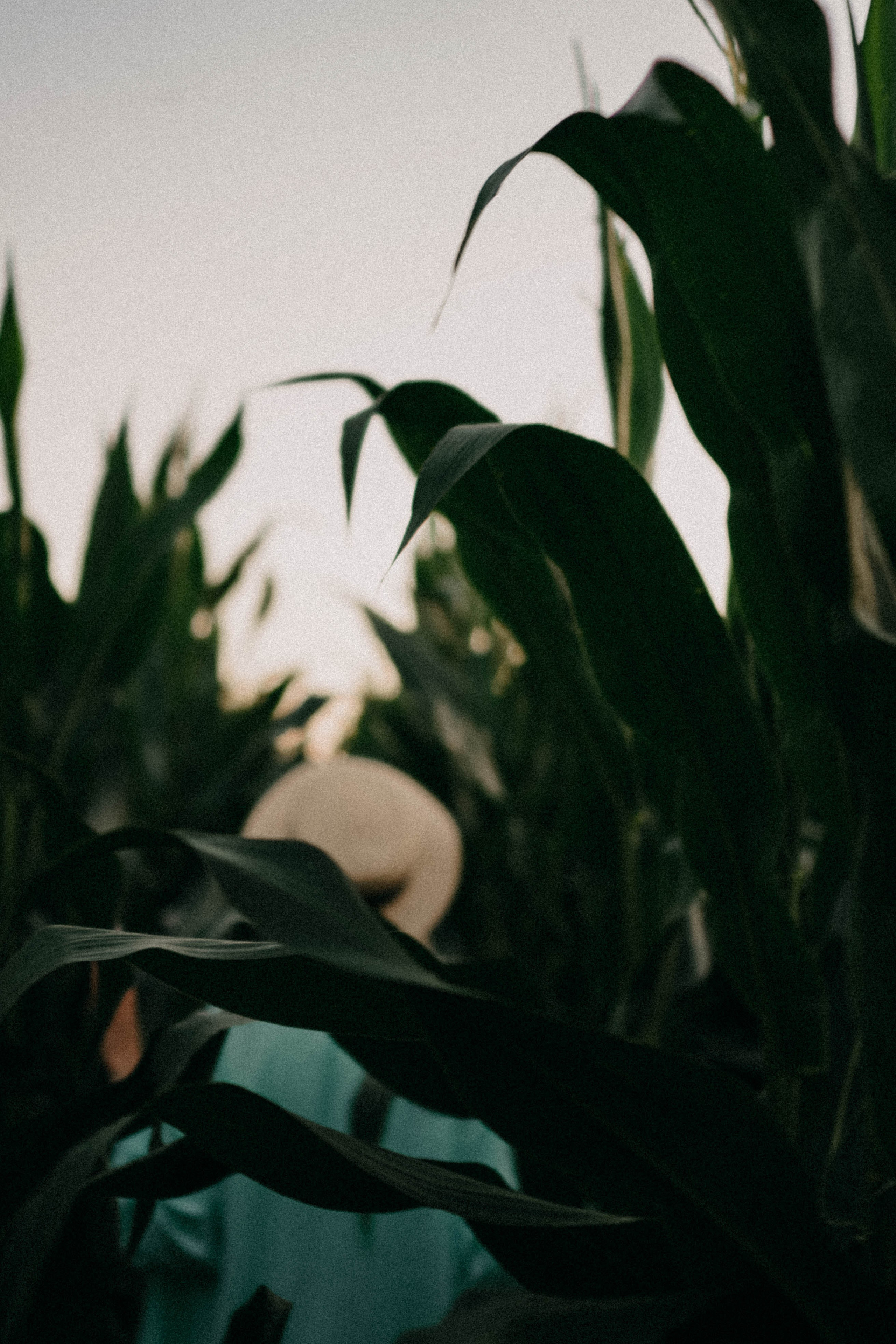 Летний вечер. Профессиональный фотограф, Санкт-Петербург — Виктория Богомолова