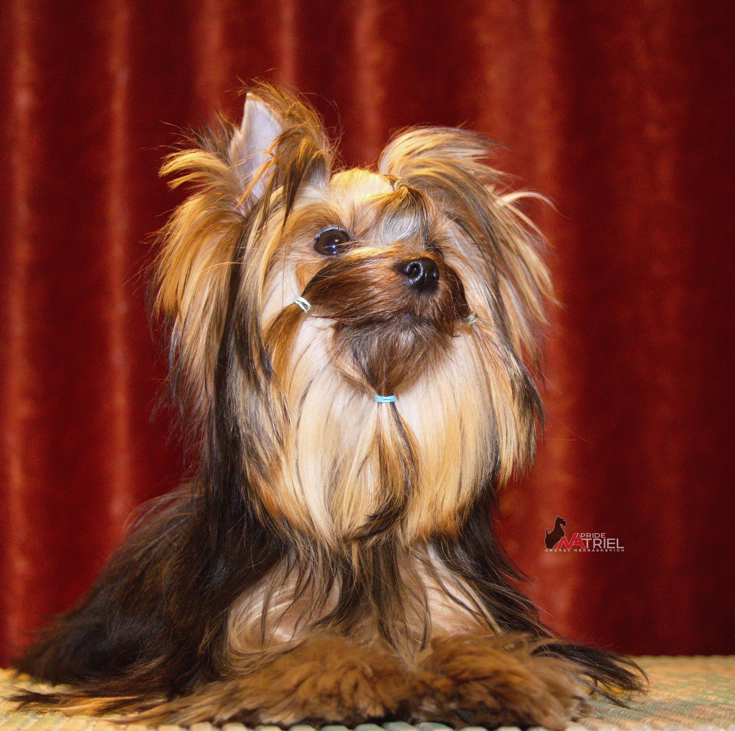 Йоркширский терьер Циля