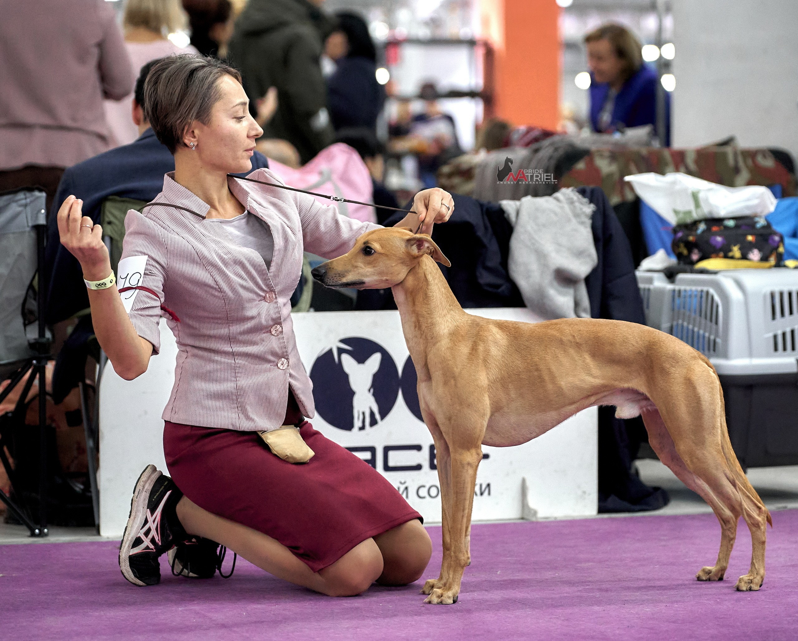 Работа в рингах — галерея NATRIEL