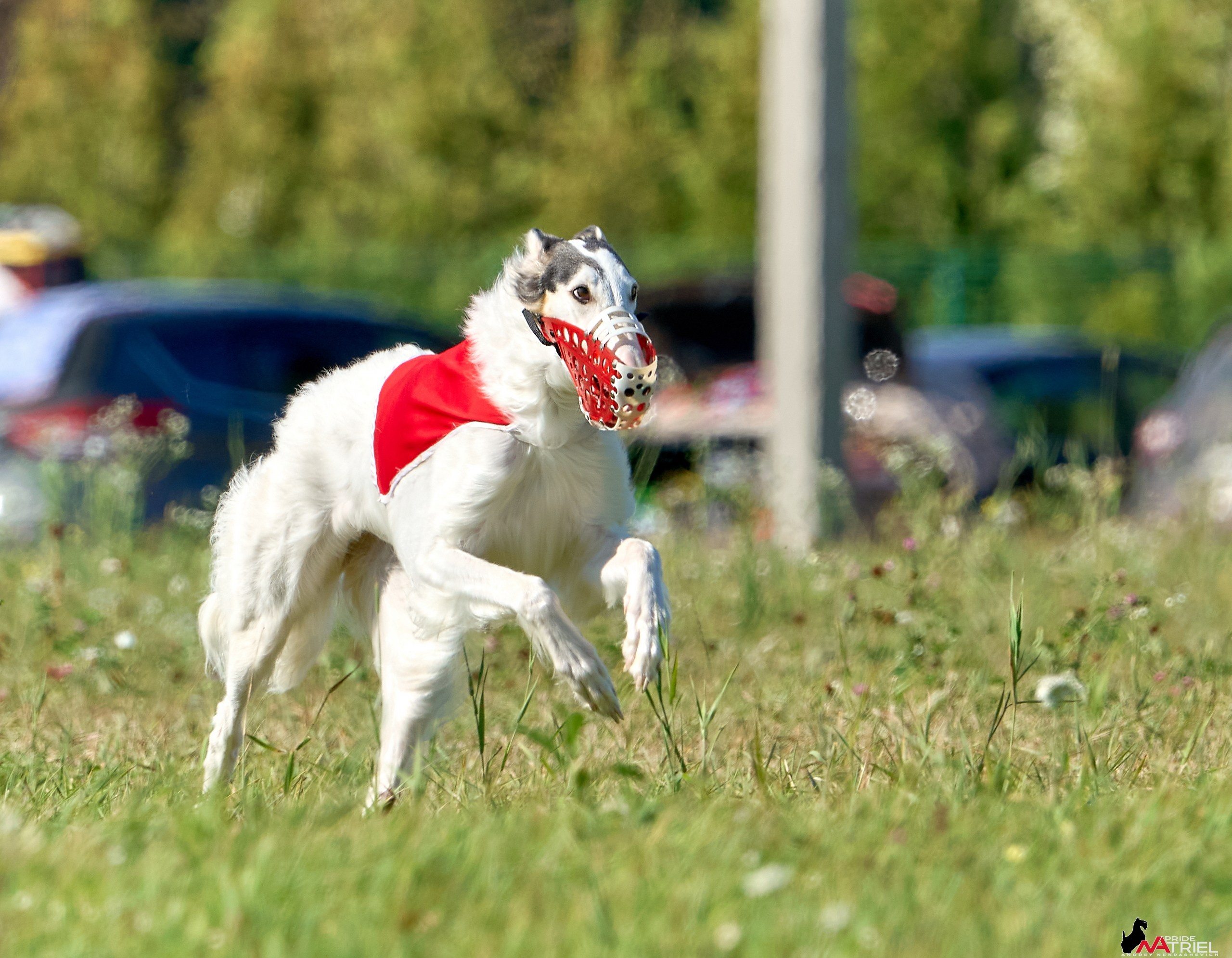 Съемка курсинг — галерея NATRIEL