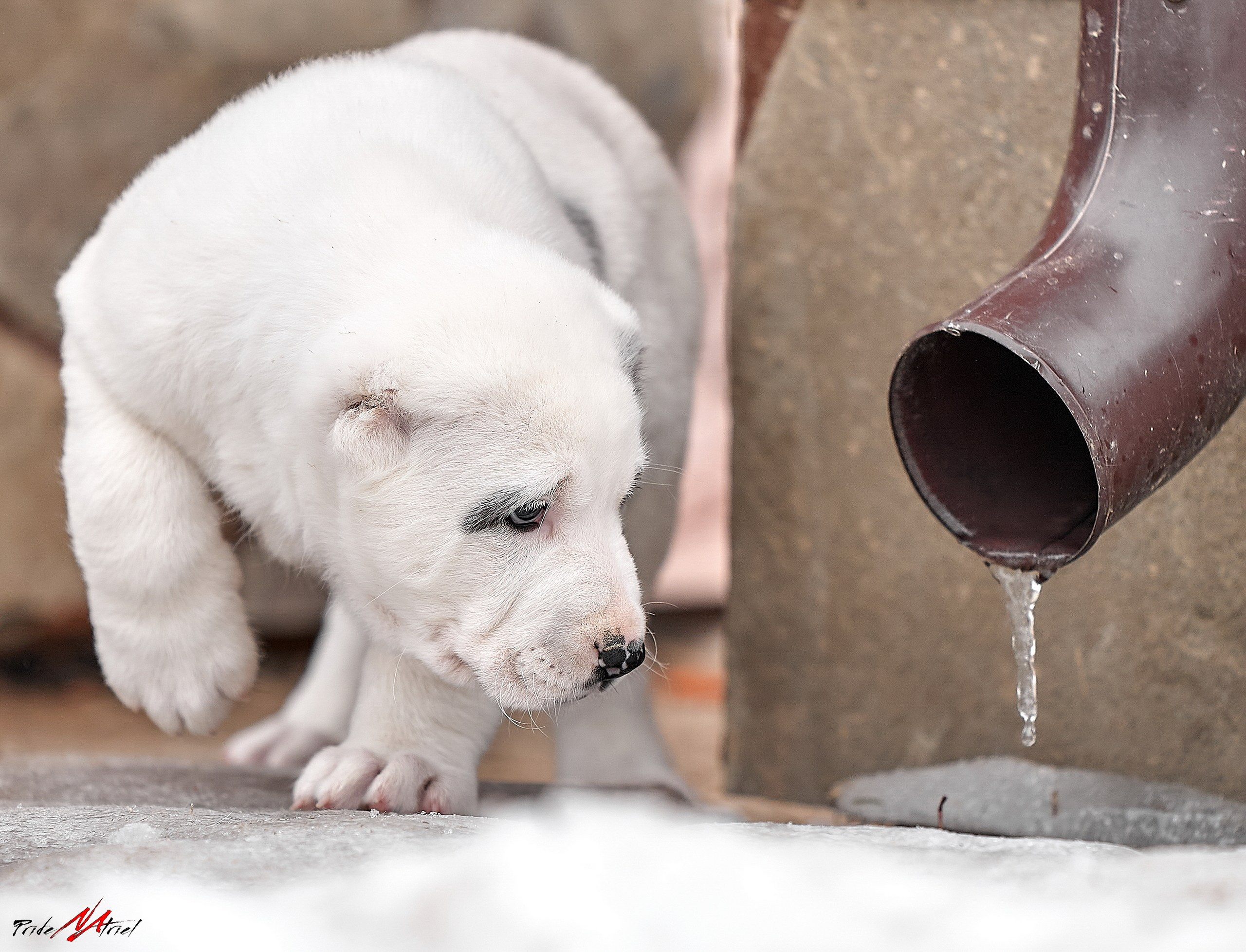 Щенки на прогулке — галерея NATRIEL
