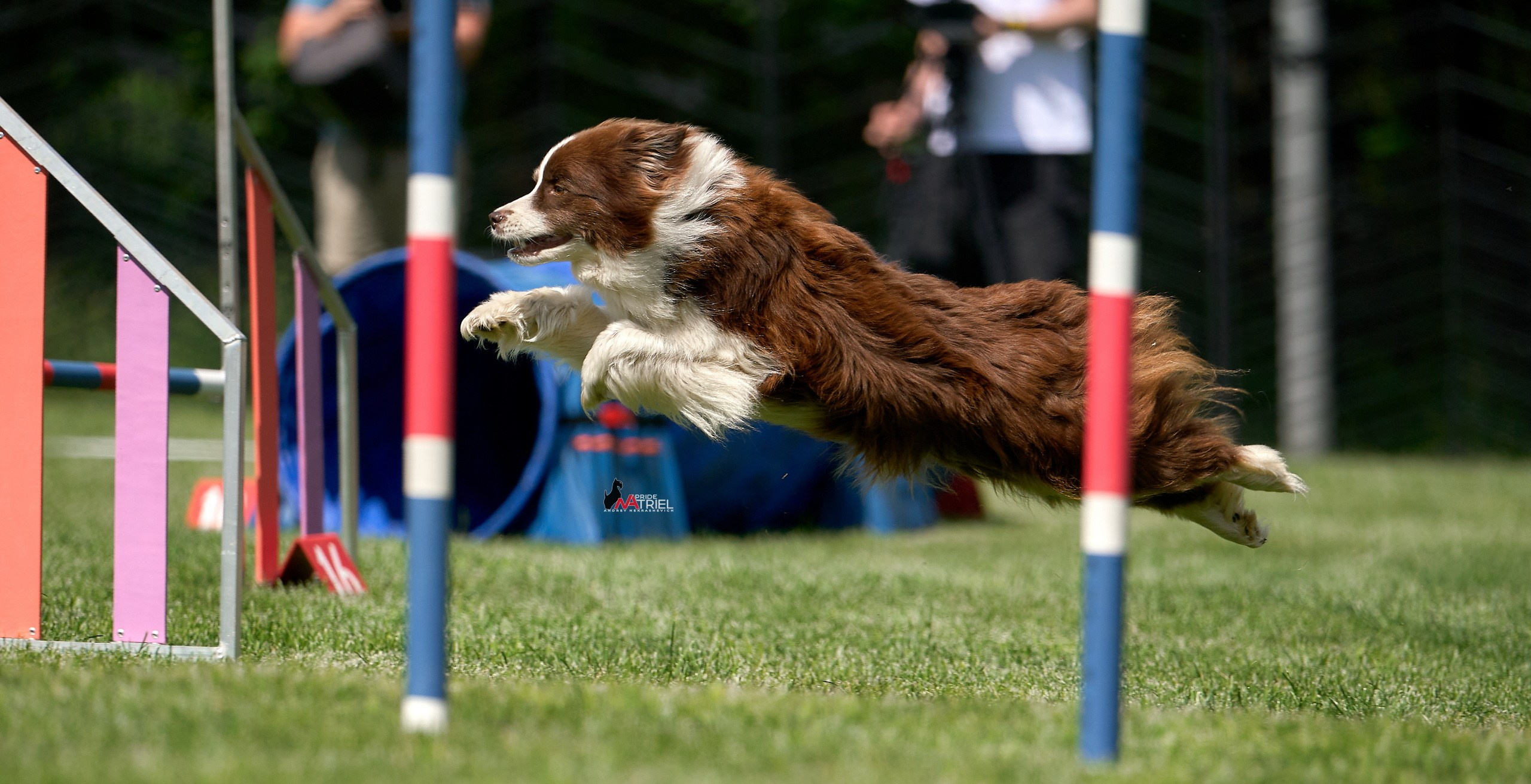 Аджилити — галерея NATRIEL