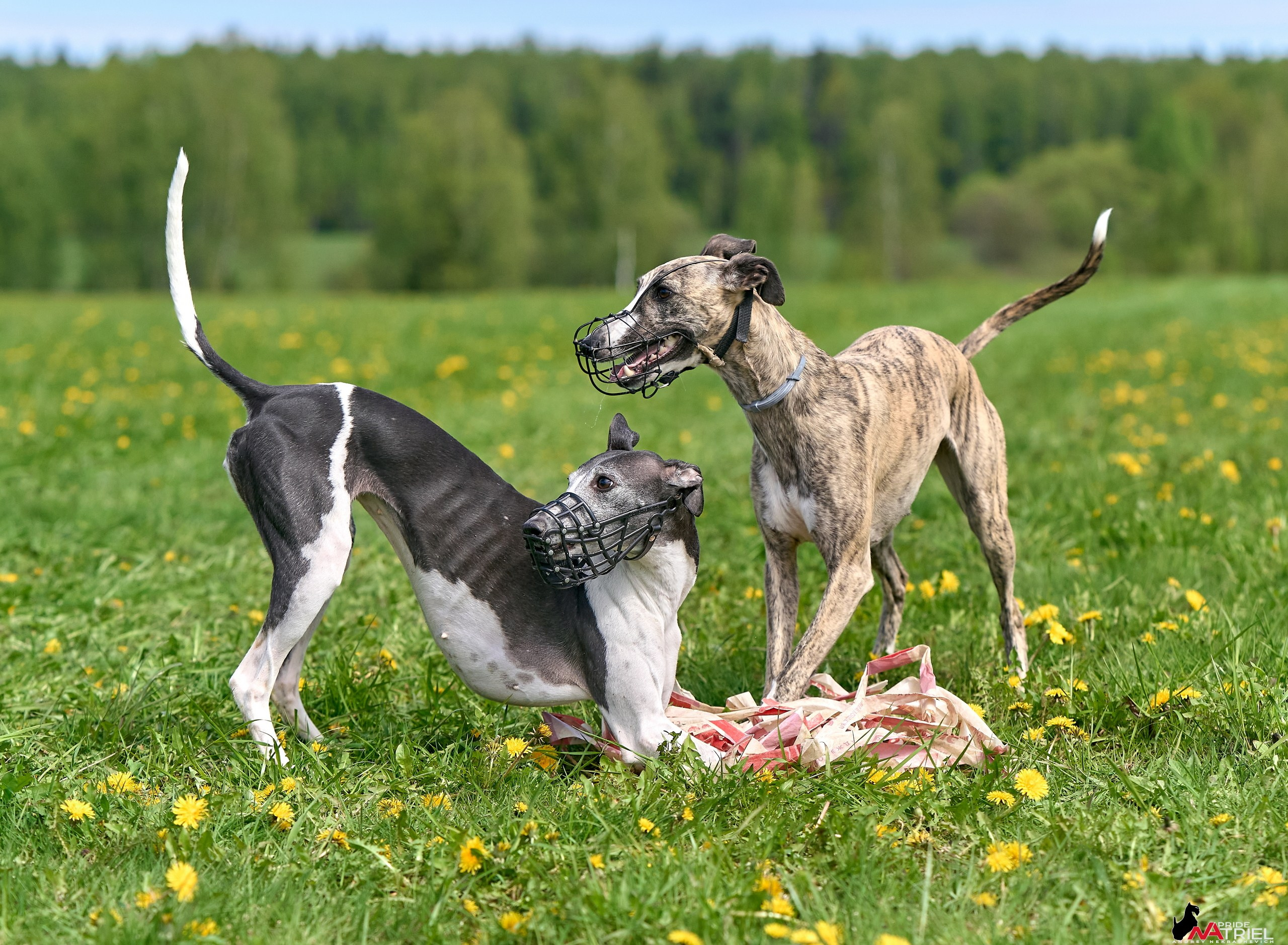 Съемка курсинг — галерея NATRIEL