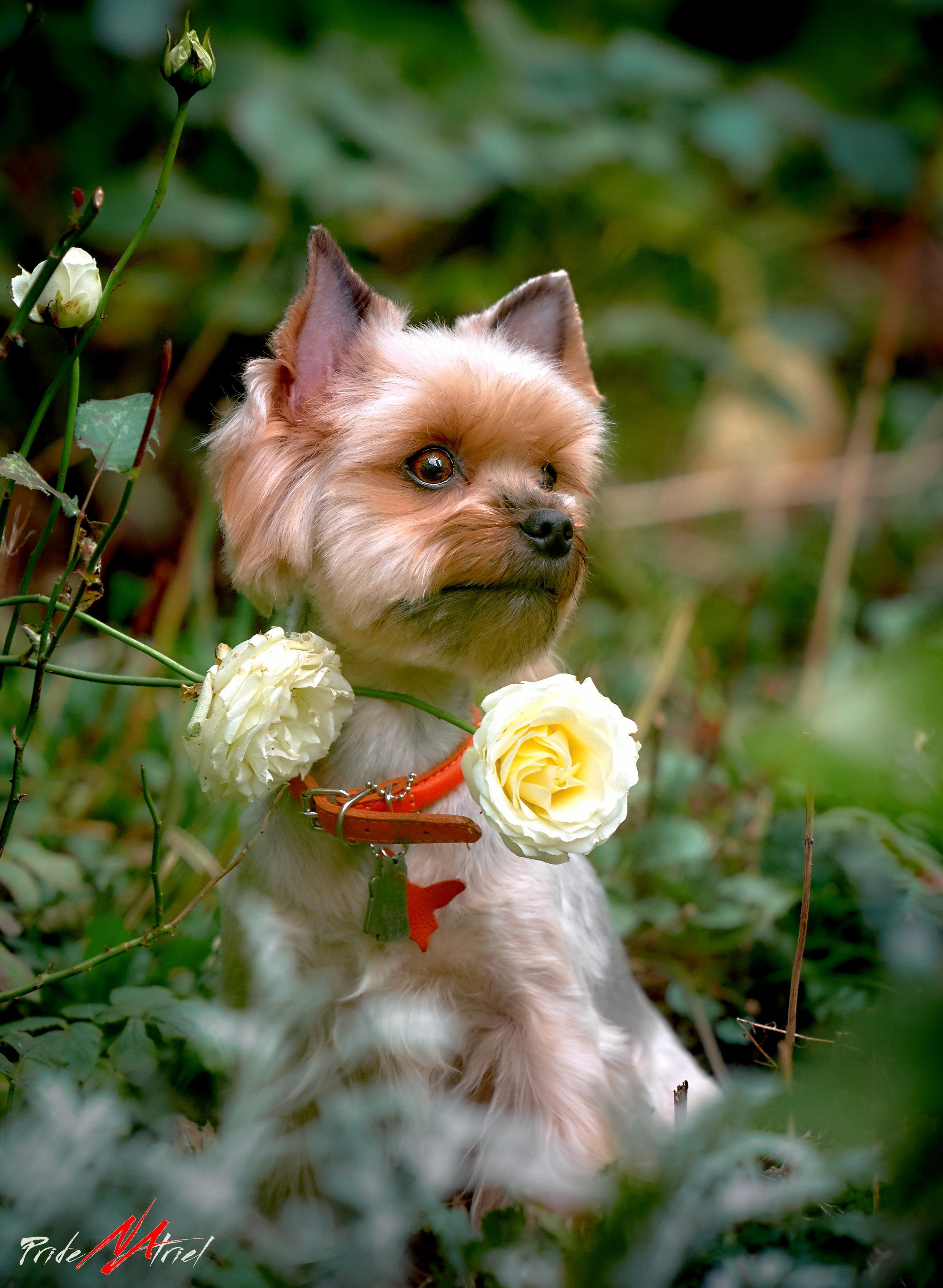 Йоркширский терьер Циля