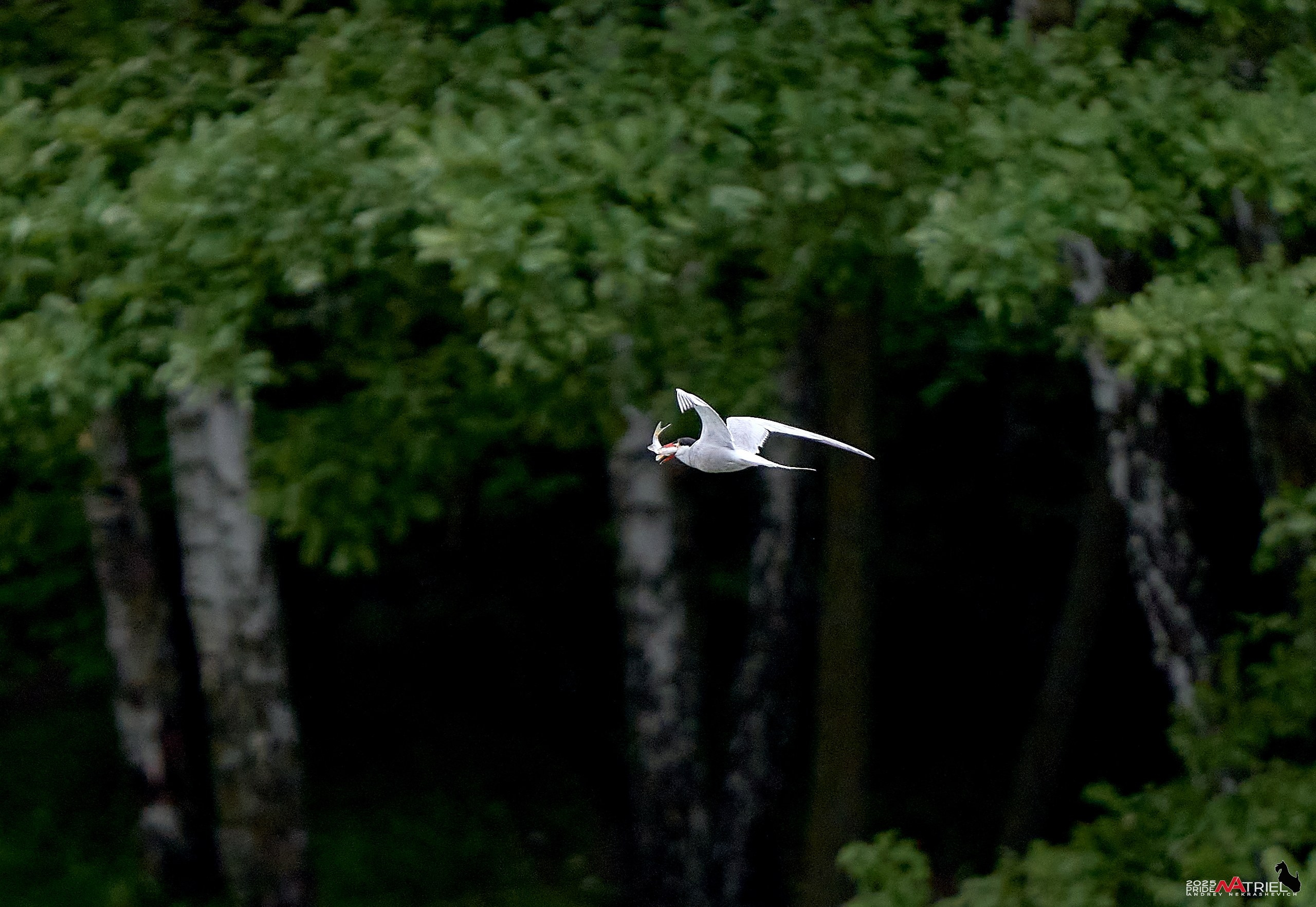 Съемка в парке на воде