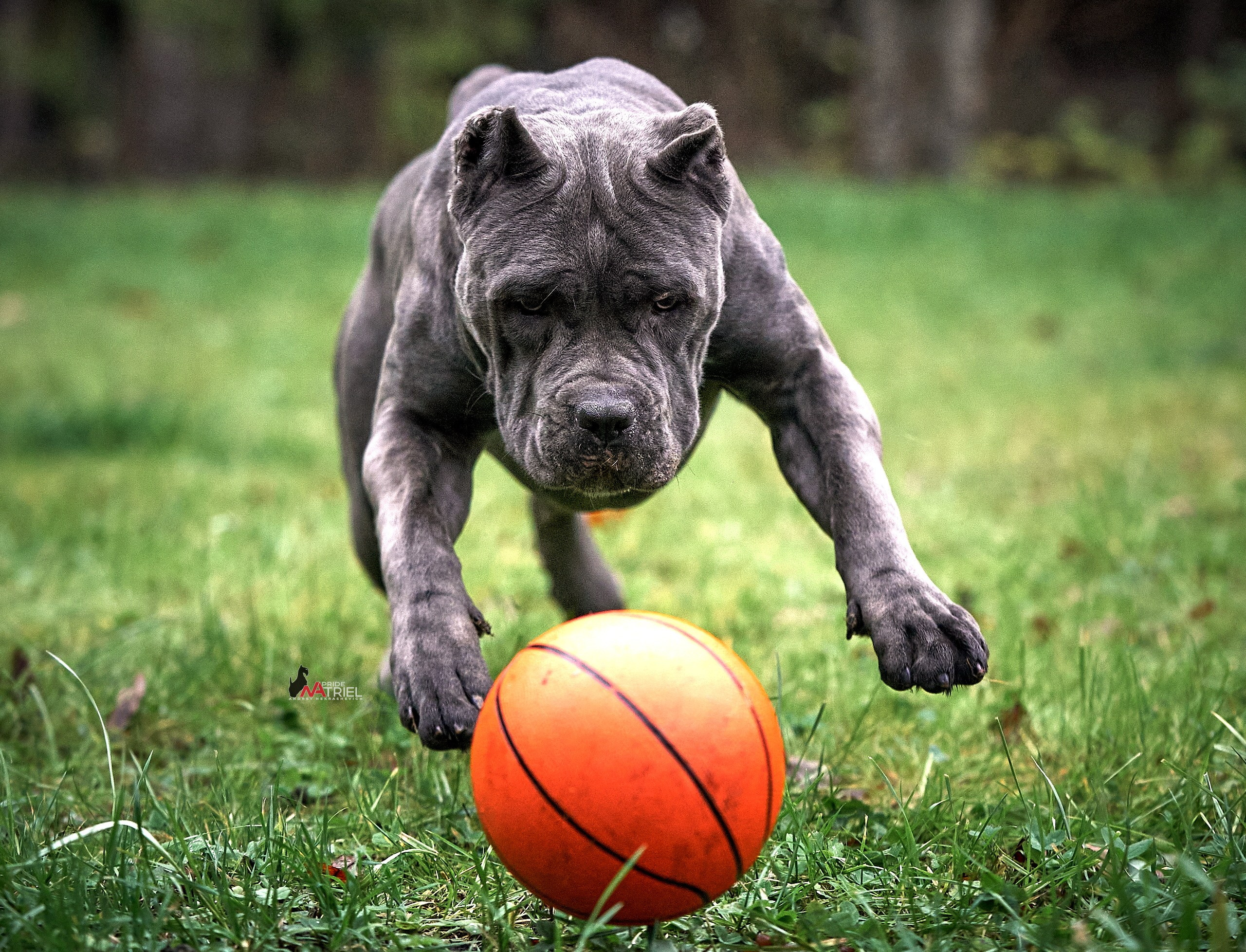 Прогулка в движении — галерея NATRIEL