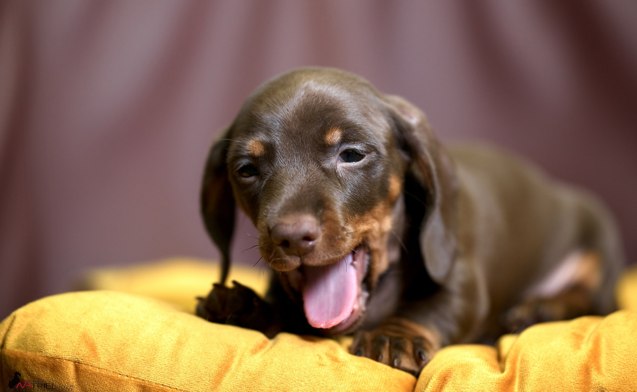 Съемка щенков таксы с мобильным светом