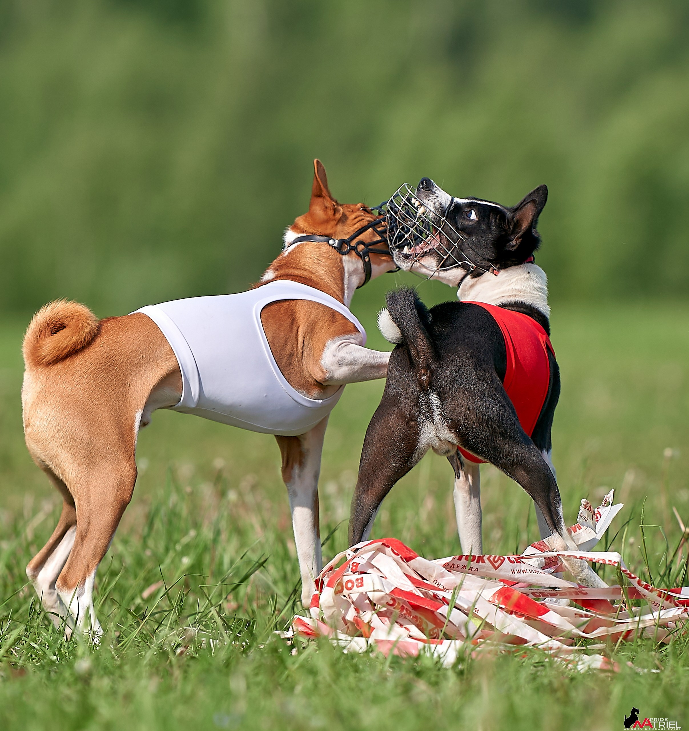 Съемка курсинг — галерея NATRIEL