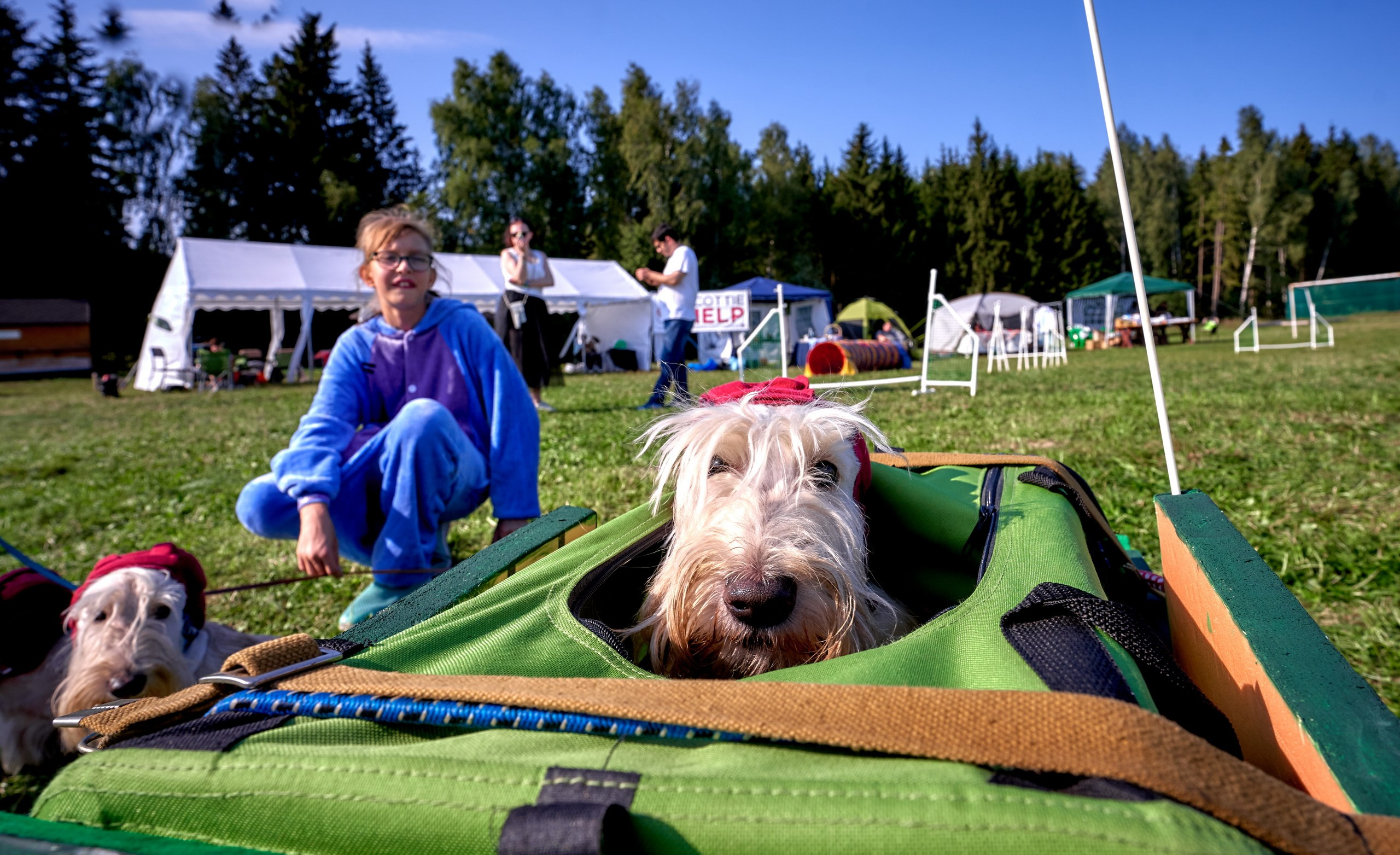 Мероприятия с собаками — галерея NATRIEL