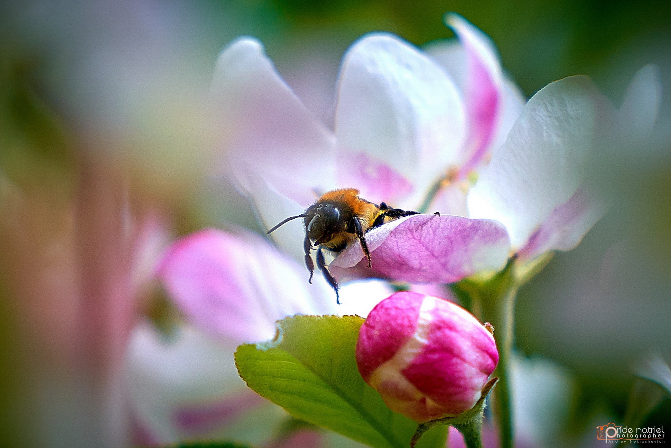 Макро-фото — галерея NATRIEL