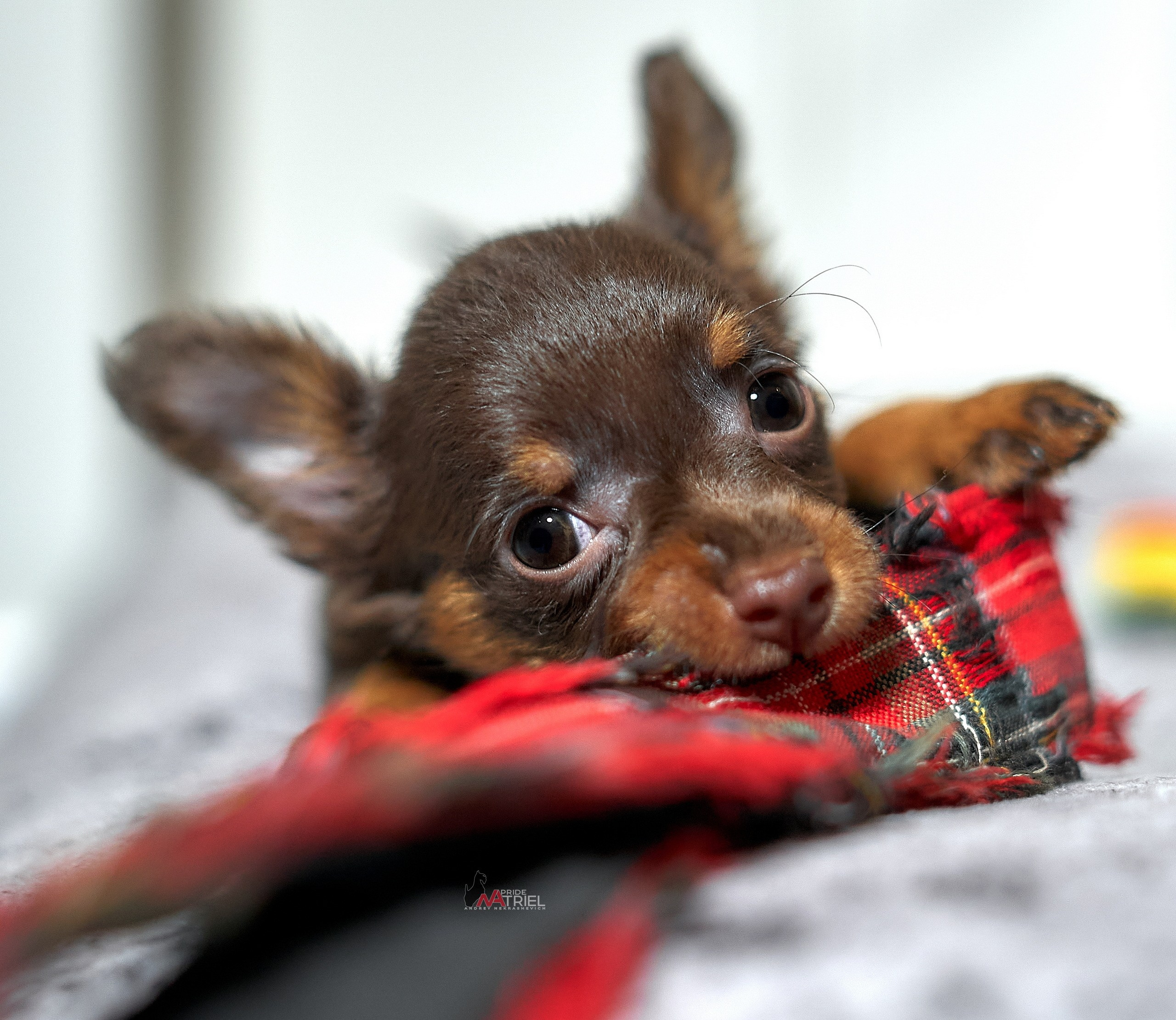 Щенки дома — галерея NATRIEL