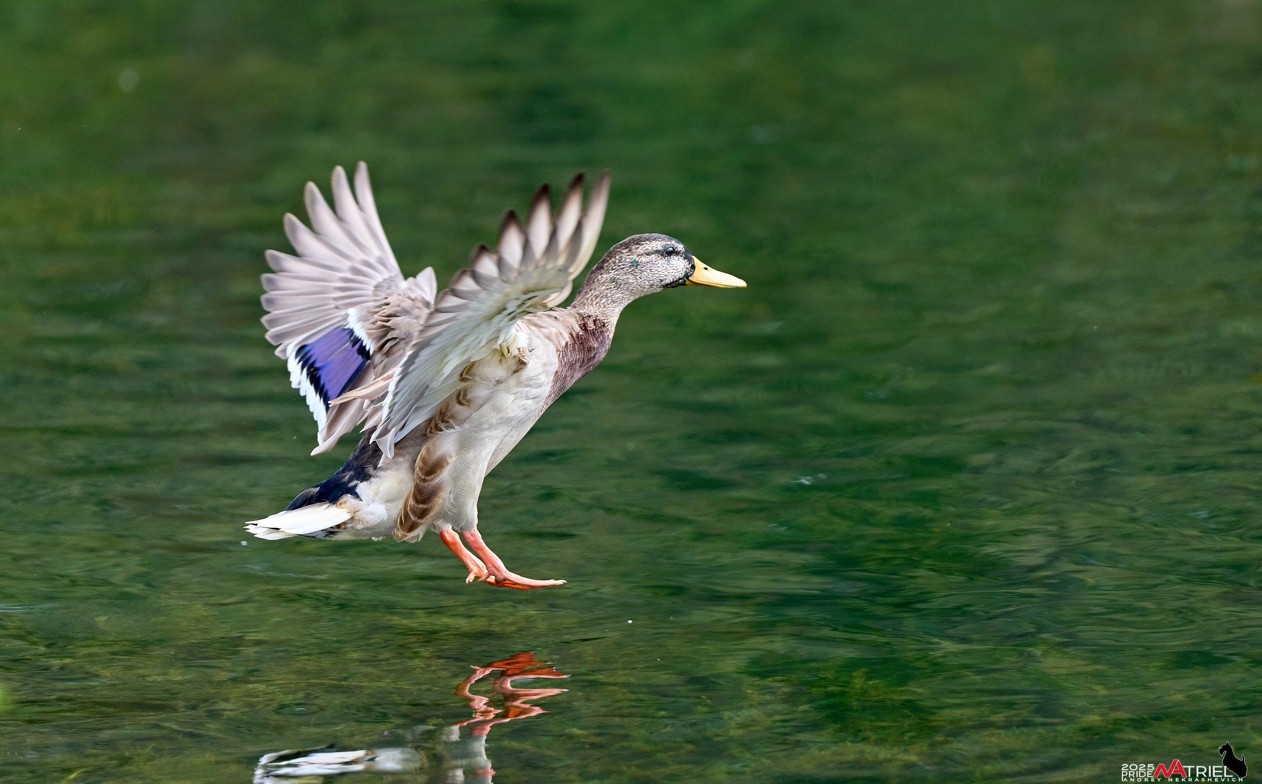 Утки на пруду