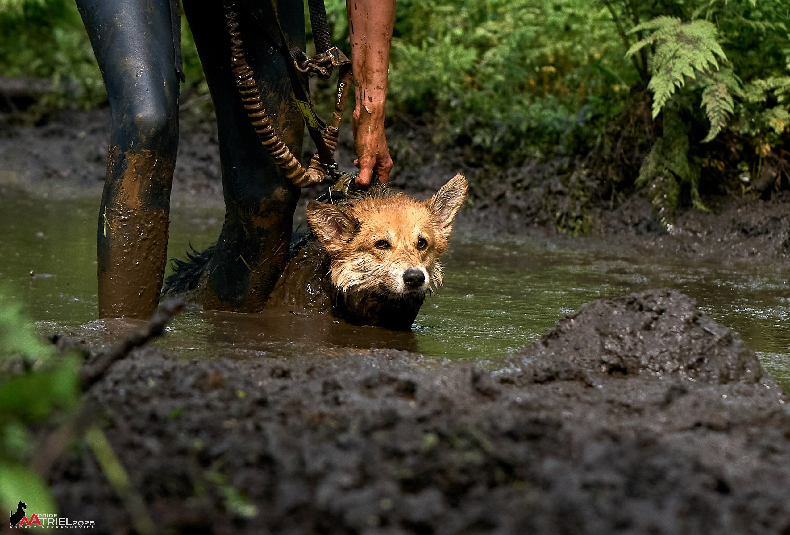 Russian Extreme Dog Trail — 2025