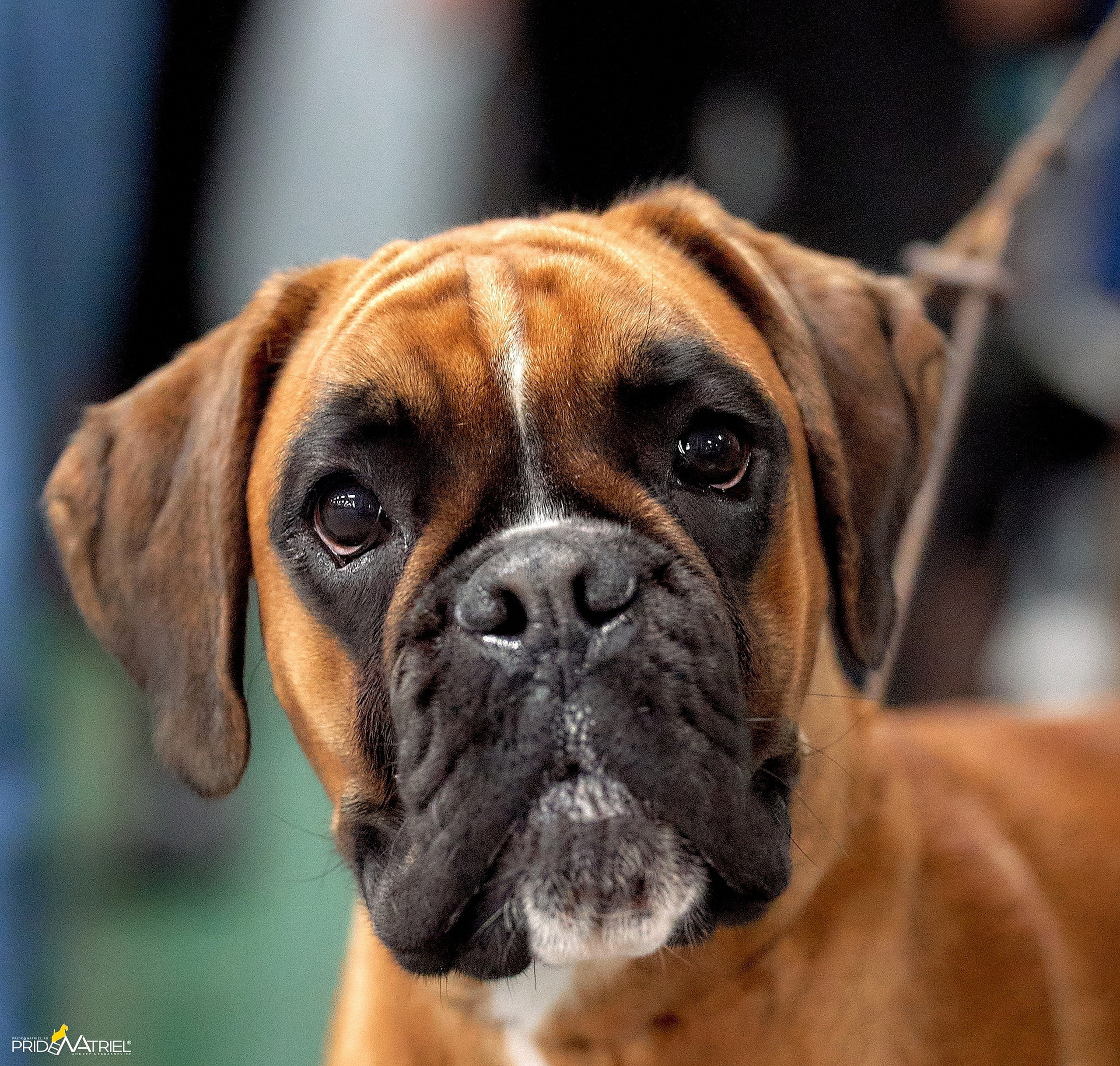 Портреты собак — галерея NATRIEL