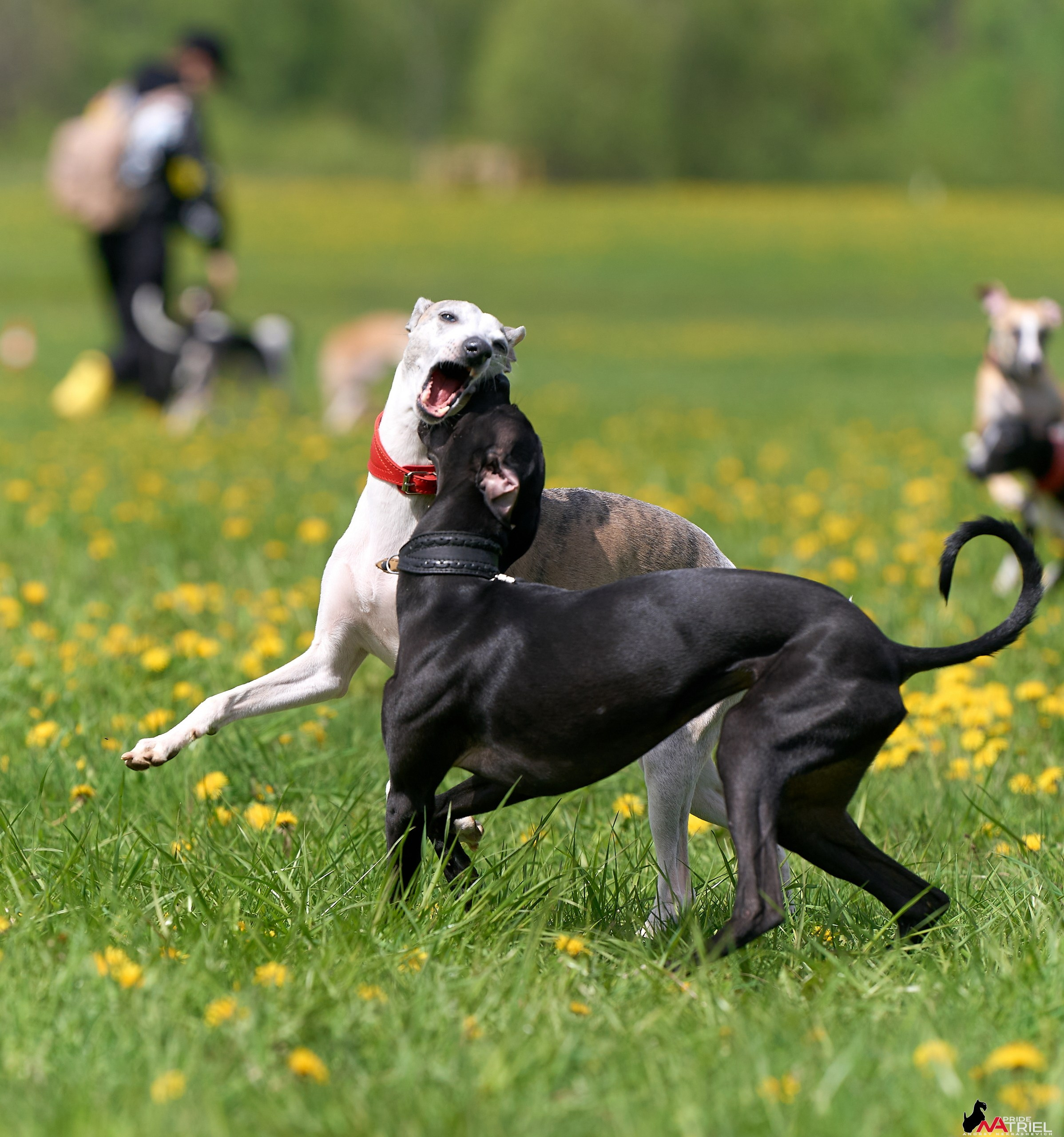 Съемка курсинг — галерея NATRIEL