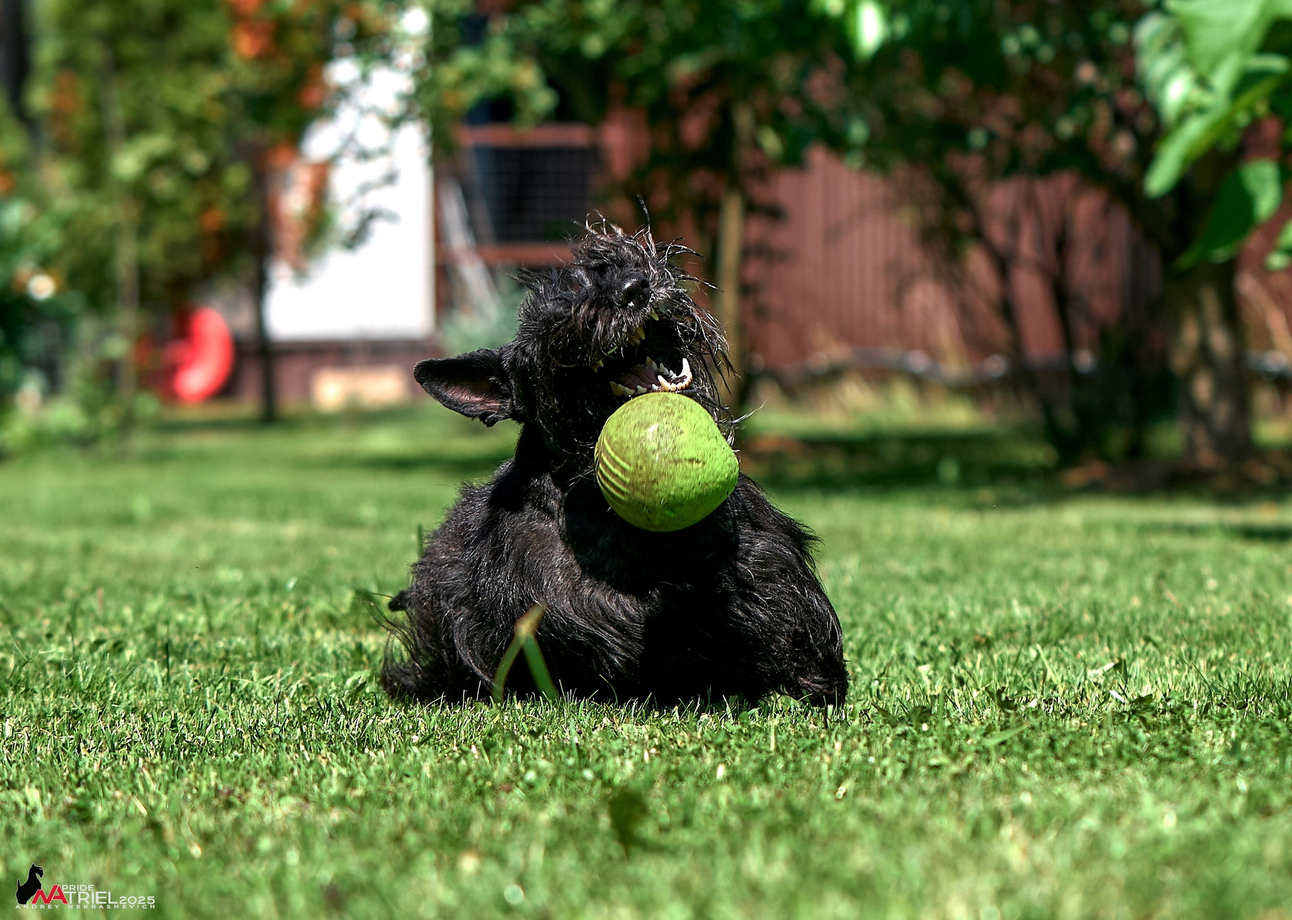 Алабаи и скотч-терьеры в питомнике у Ольги