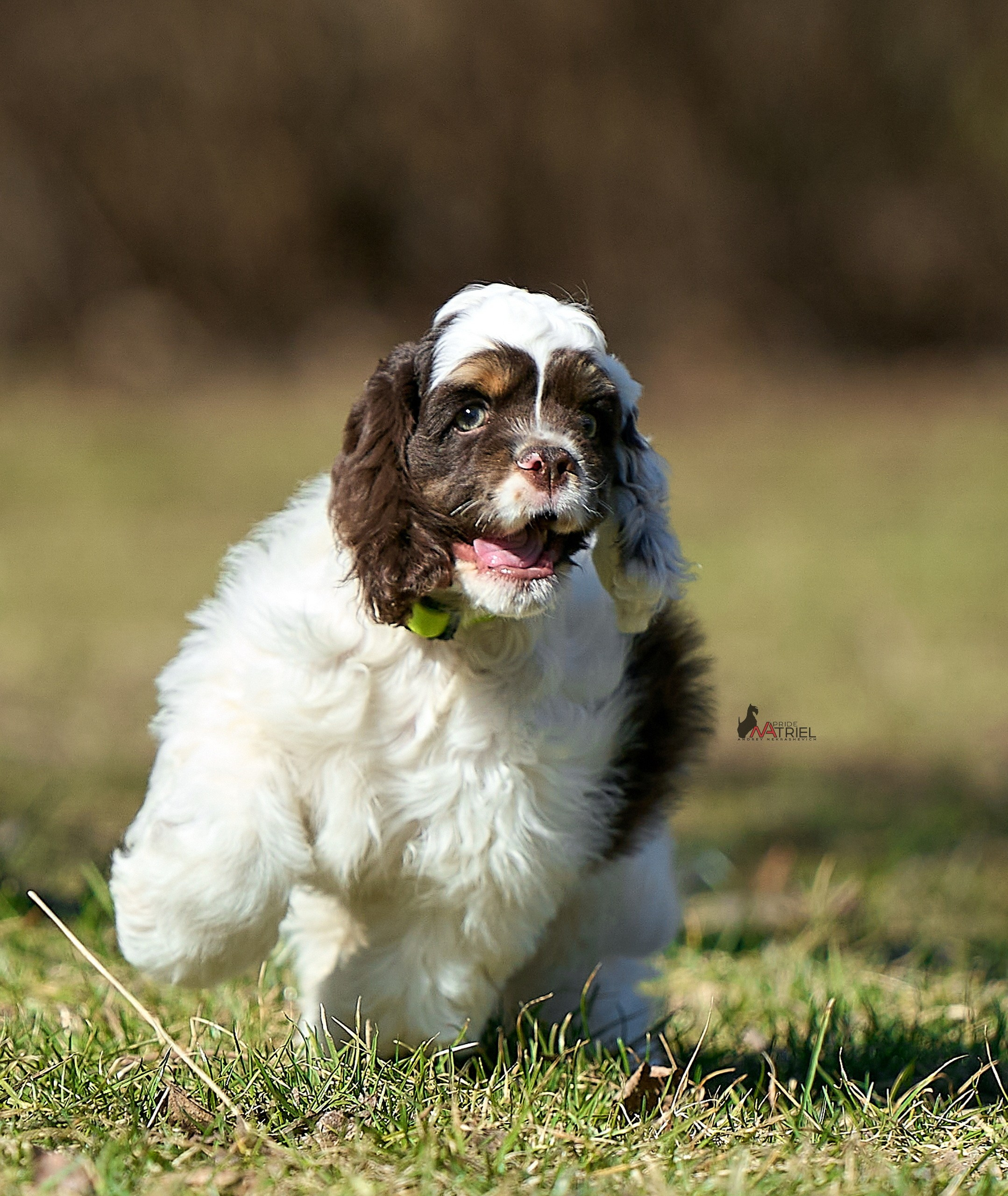 Прогулка со щенком