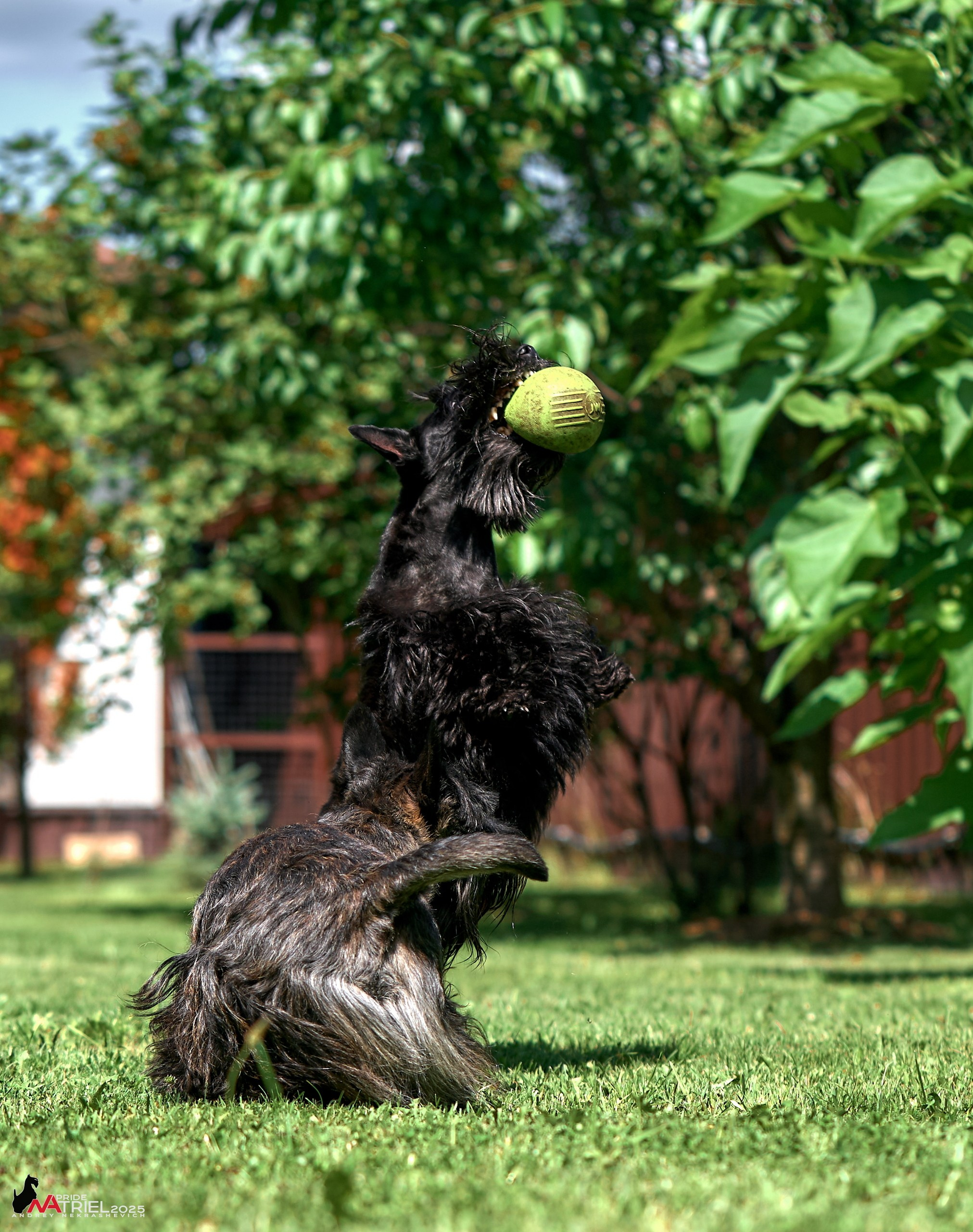 Алабаи и скотч-терьеры в питомнике у Ольги