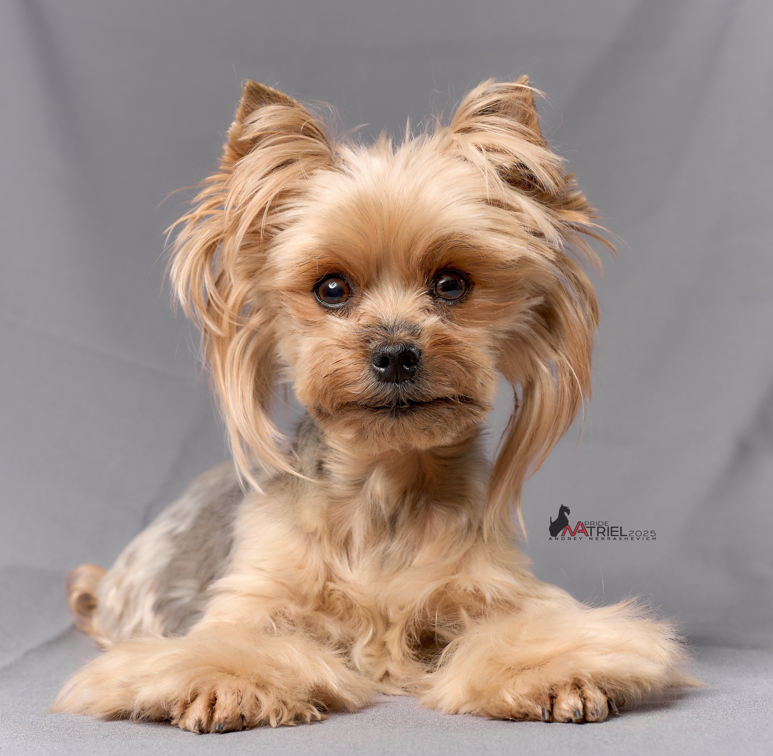 Съемка моих собак с мобильным светом