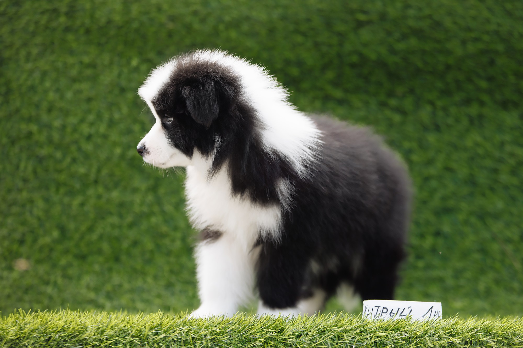 Новый лист. О нас