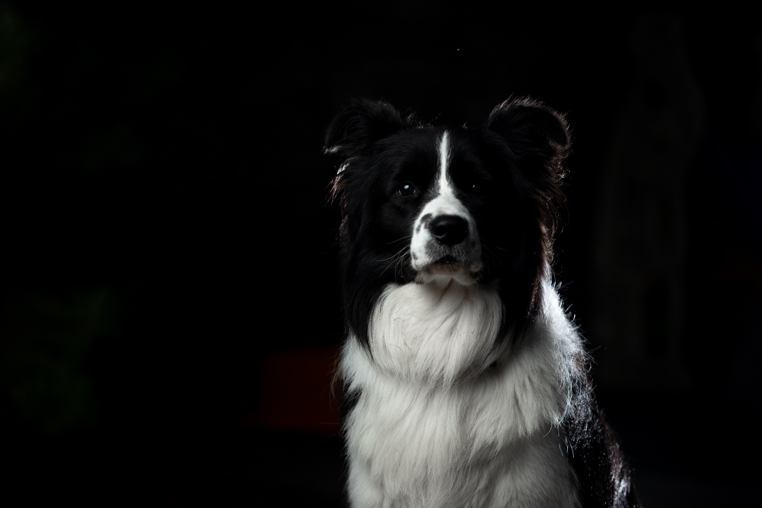 Овечий день. О нас