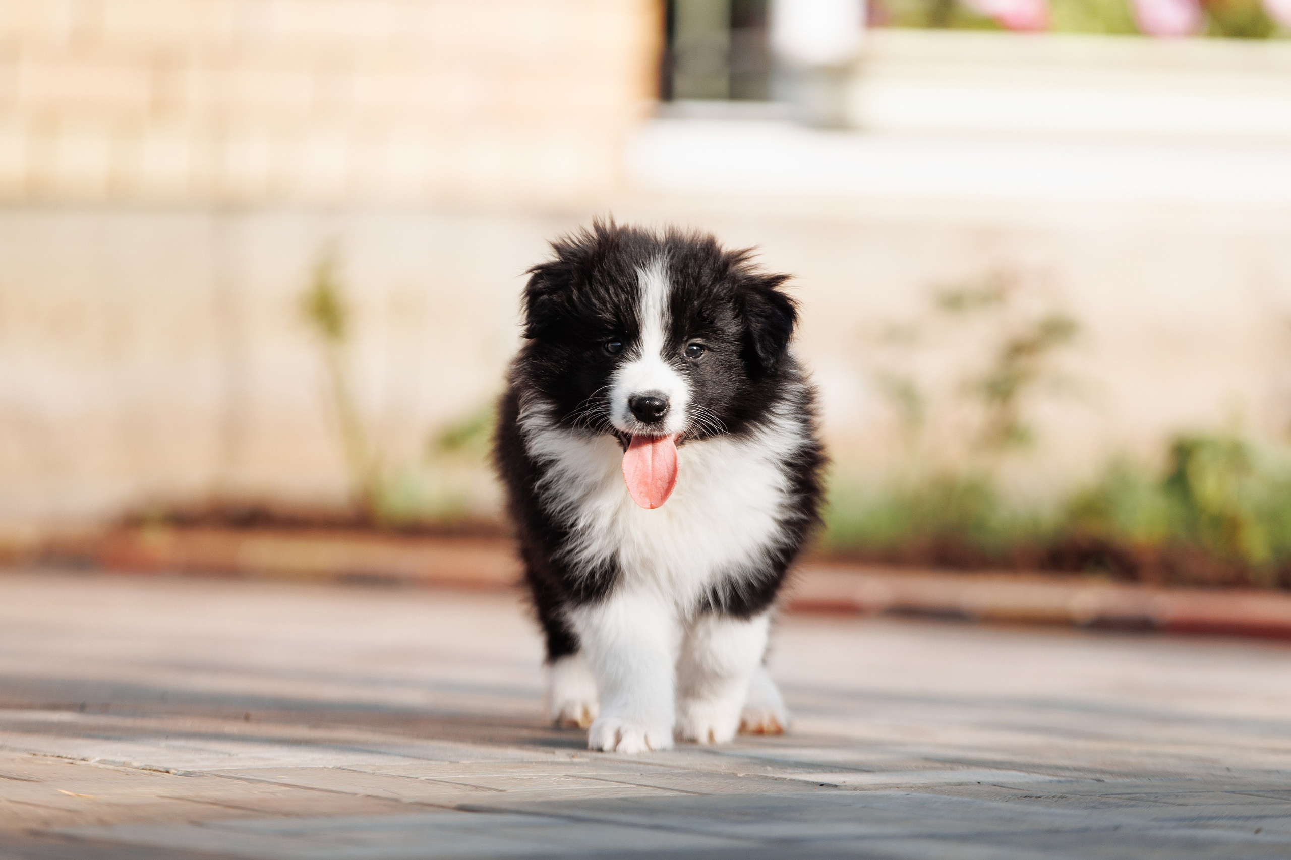 Пушистое. О нас