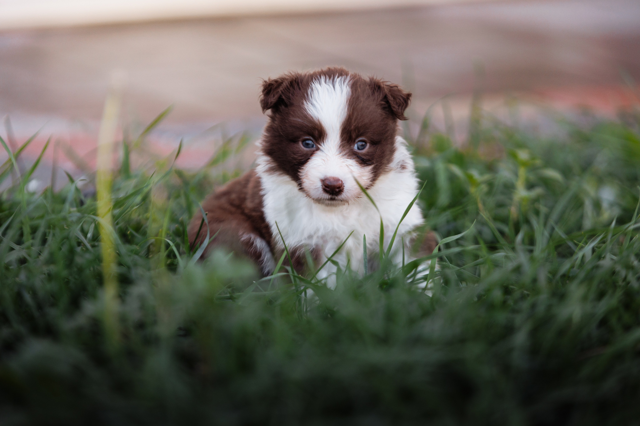 МММ — маленькое мягкое милое. О нас