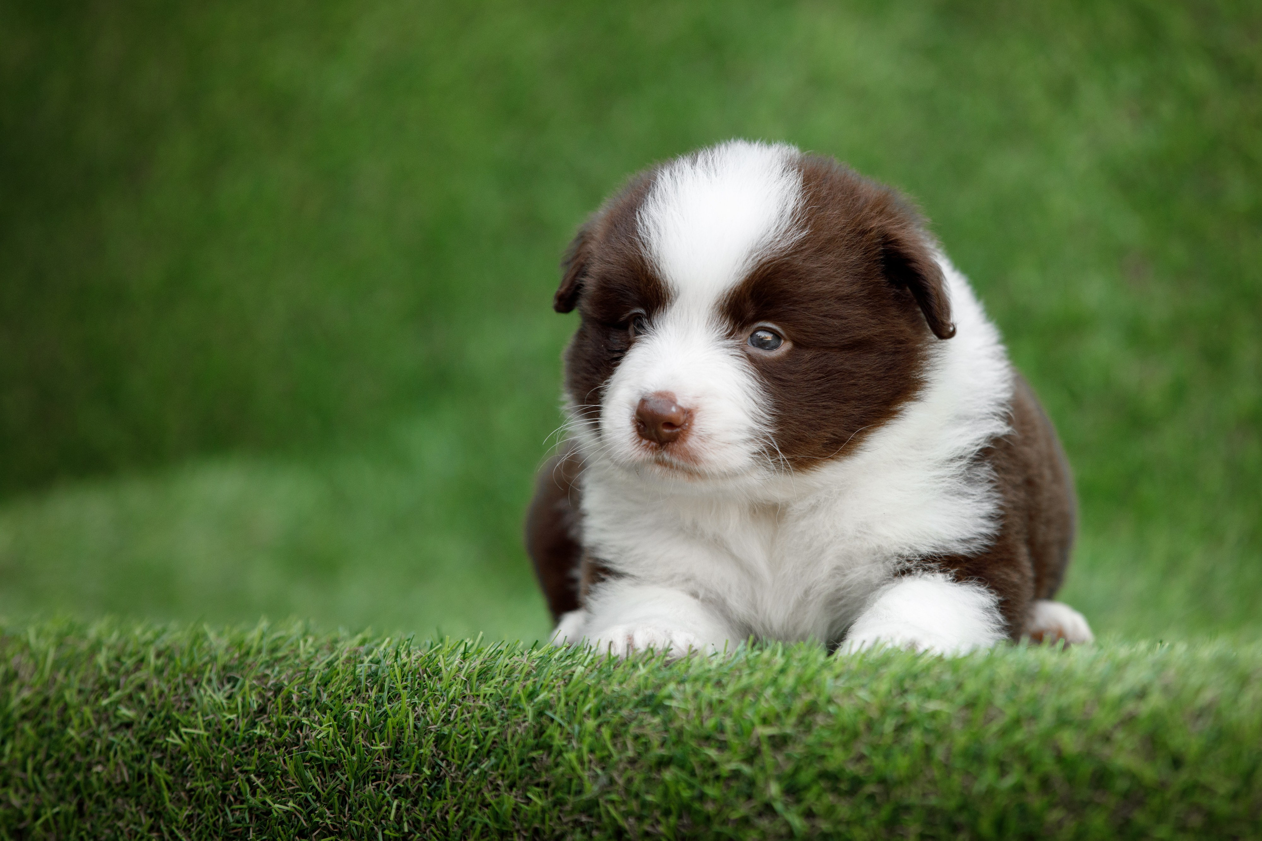 Смешарики. О нас