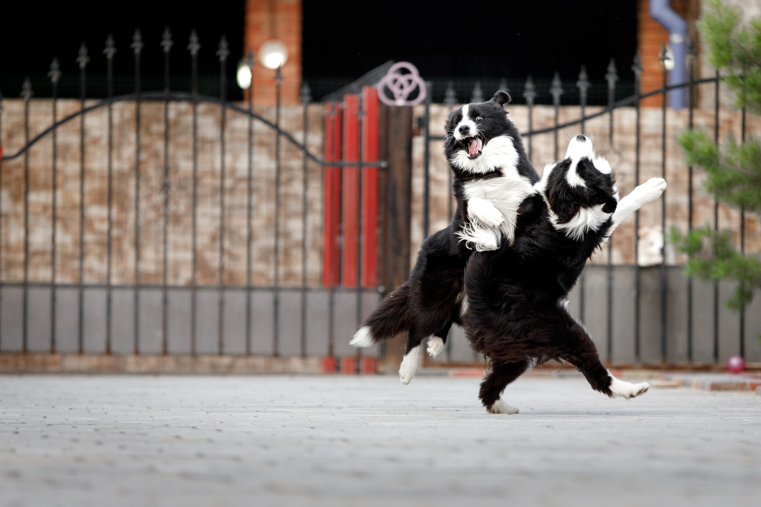 Болтовня в саду. О нас