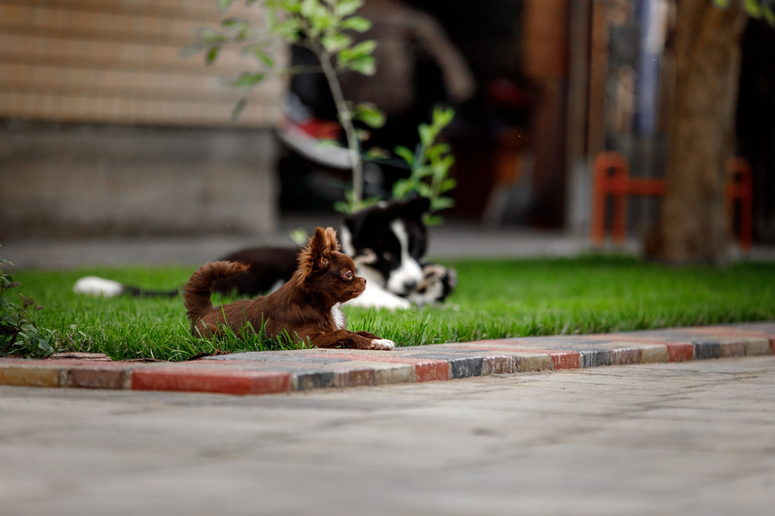 Болтовня в саду. О нас