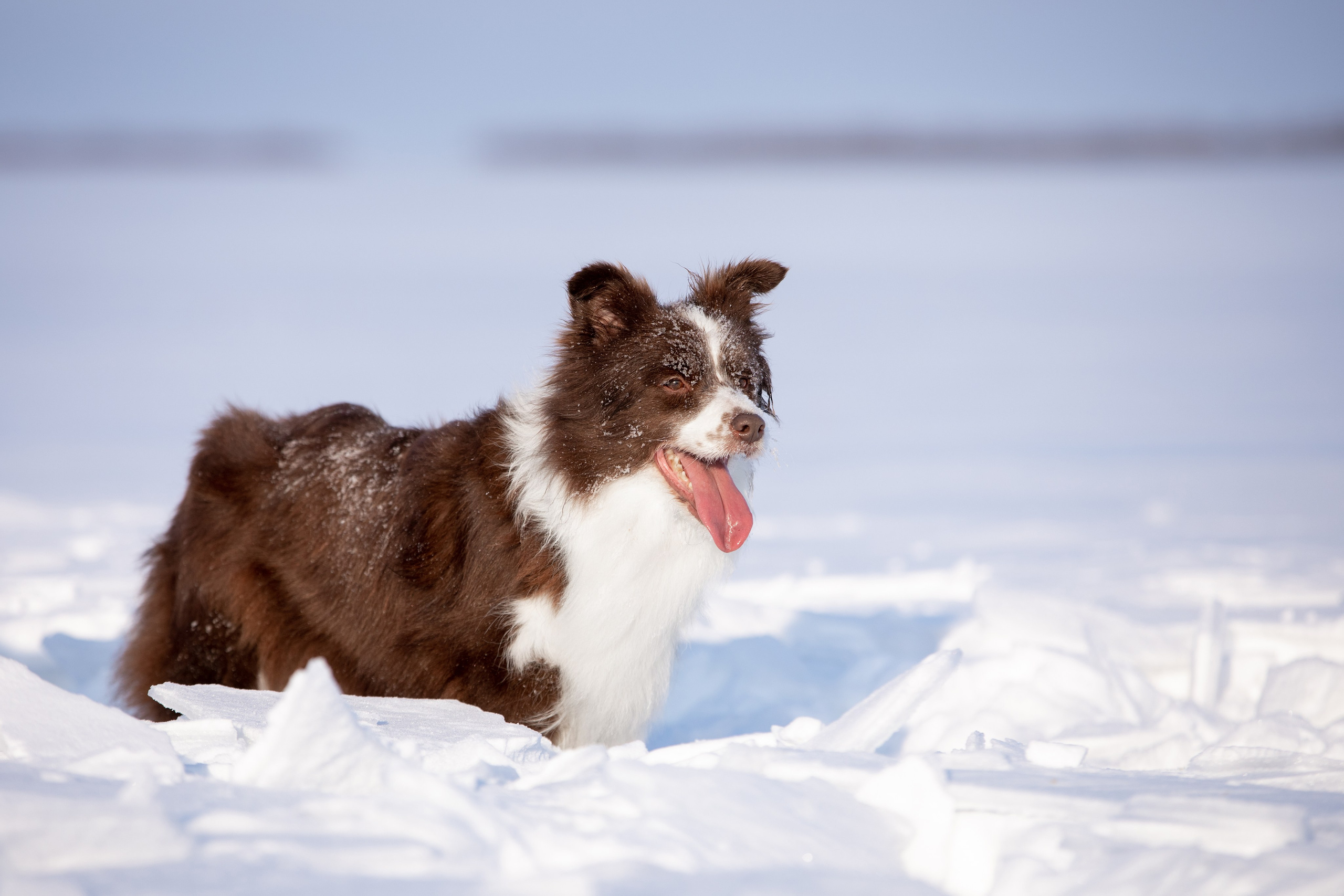 Мороз и солнце. О нас