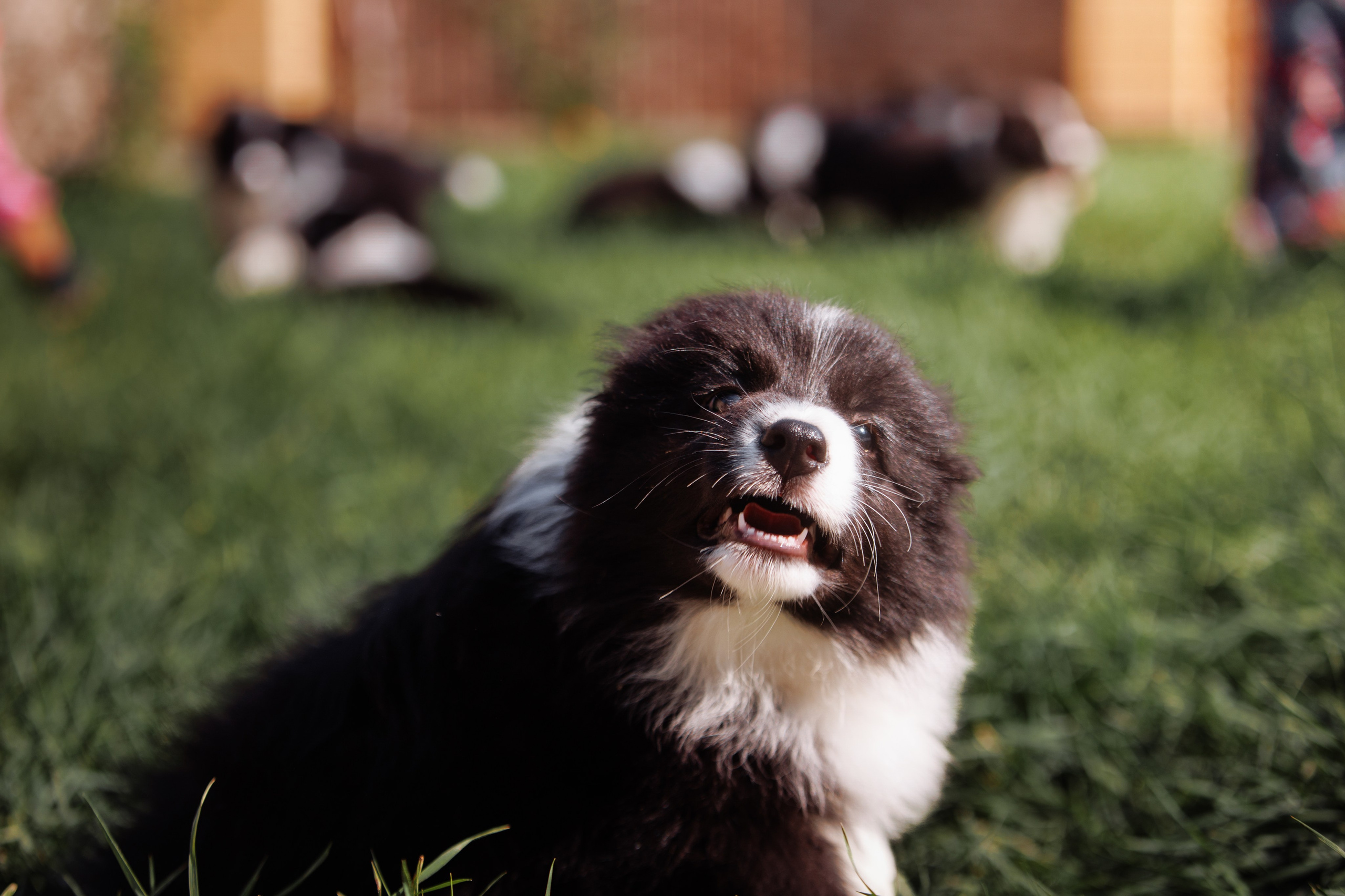 МММ — маленькое мягкое милое. О нас