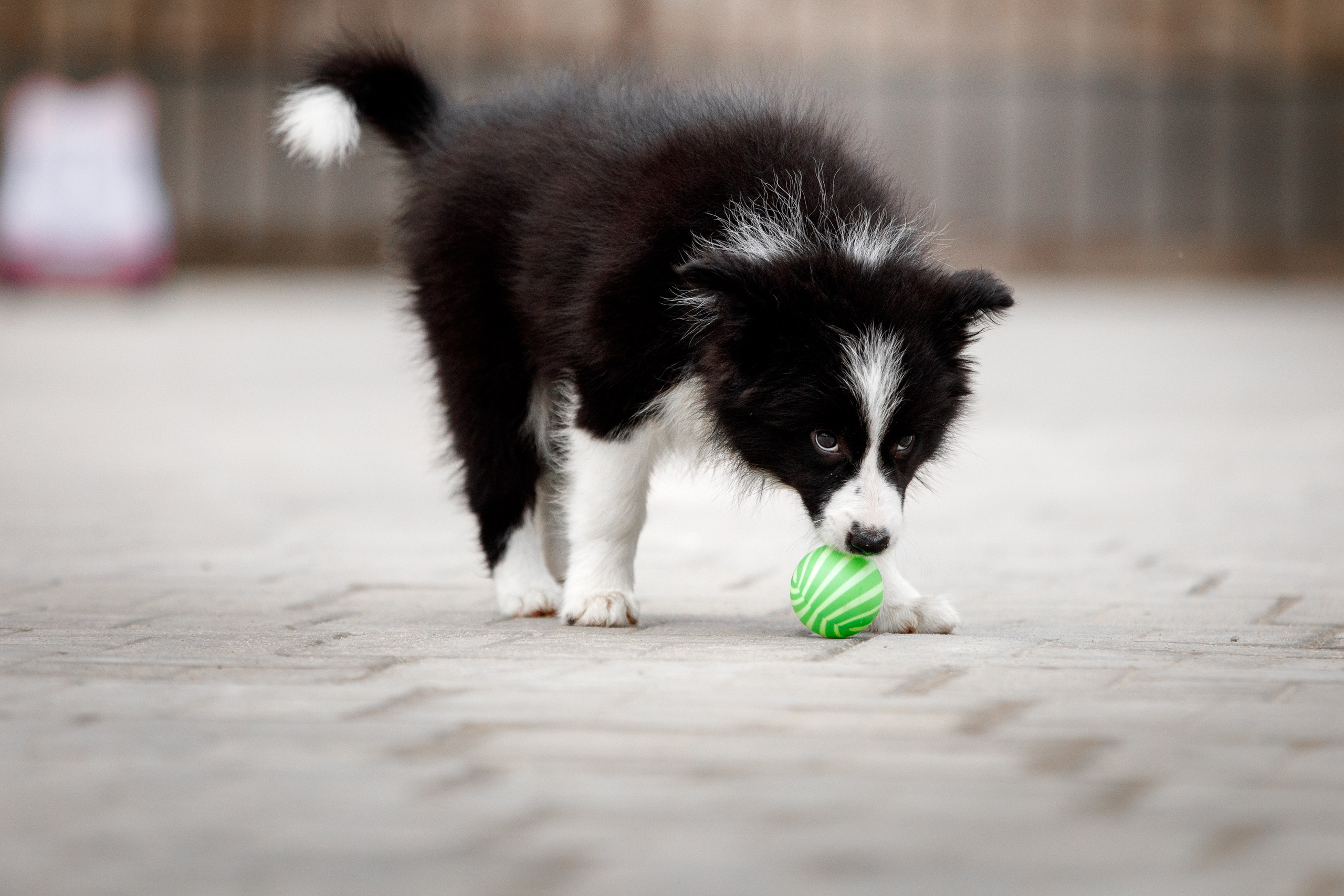 Болтовня в саду. О нас