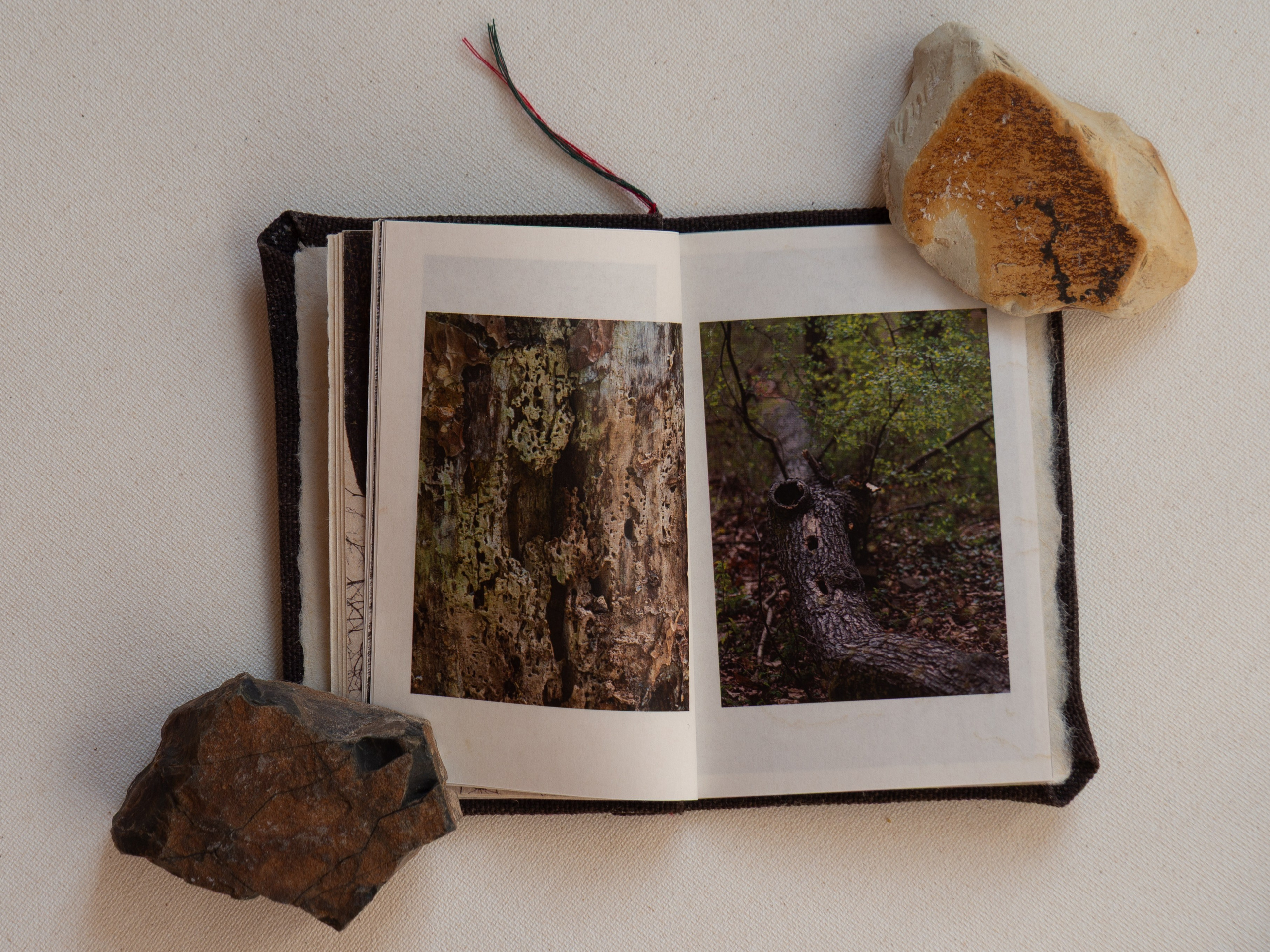 Drawing a tree. Ekaterina Shikhanova