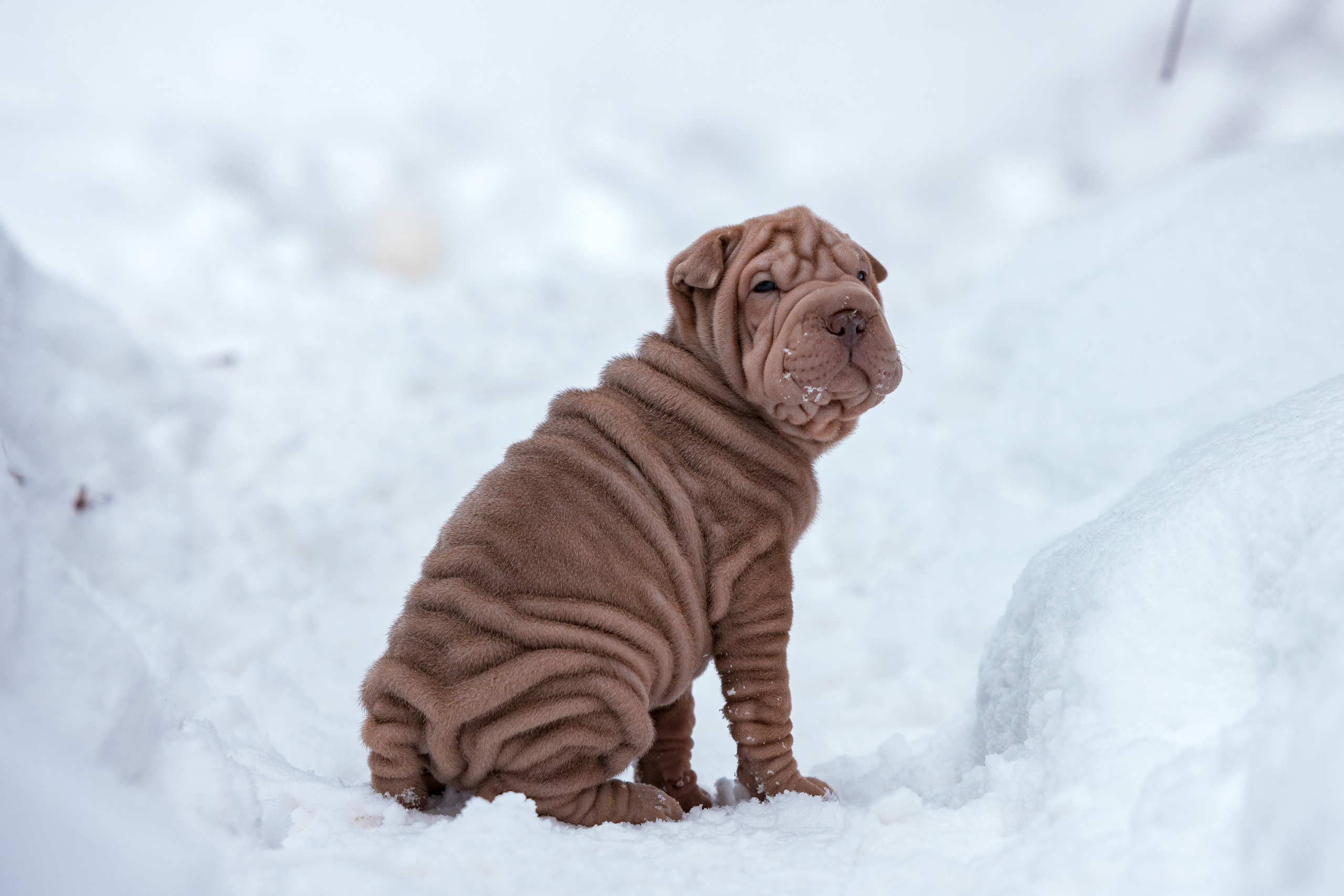В гостях у шарпеев 16.01.2024. Фотограф-анималист Юлия Германика