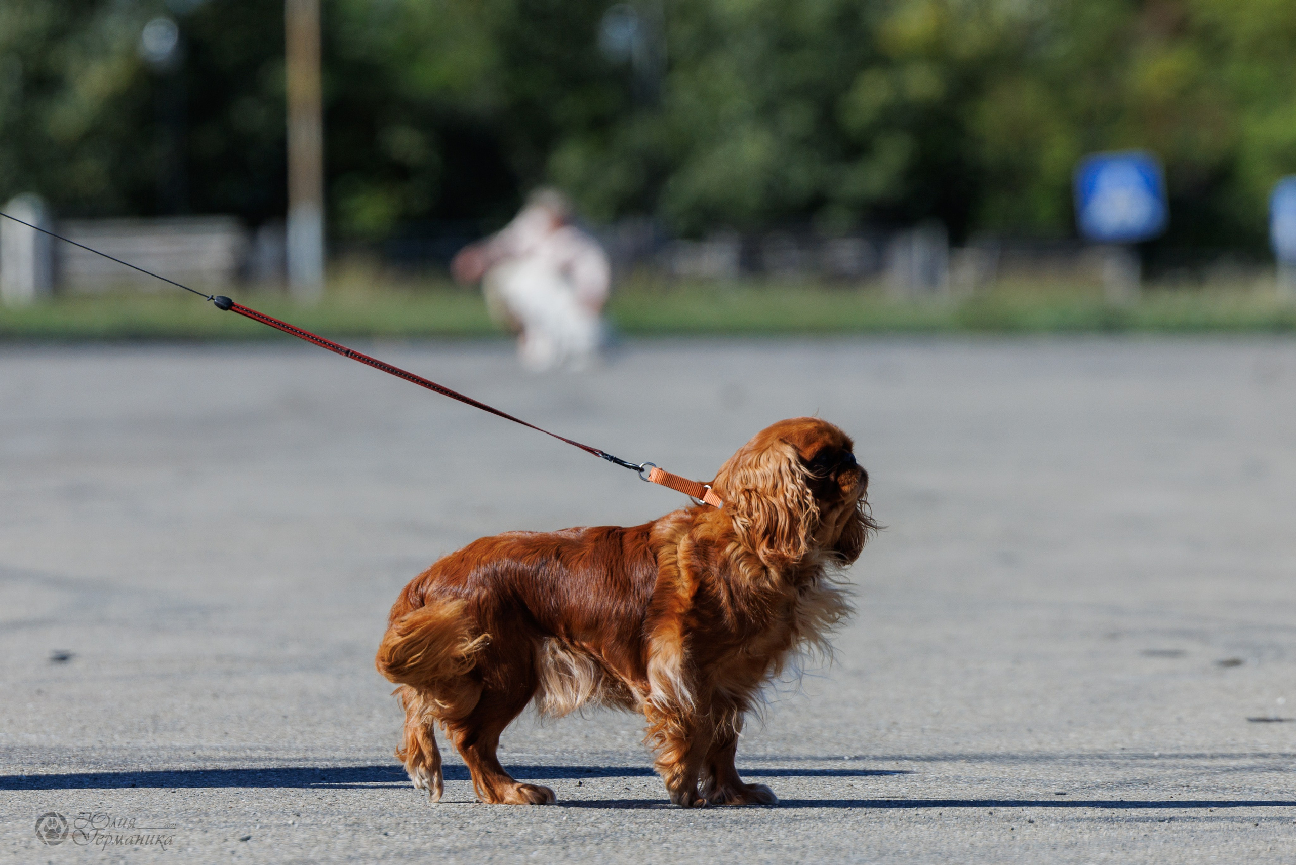Грузия,Телави 2хCACIB 19-20.10.2024. Фотограф-анималист Юлия Германика