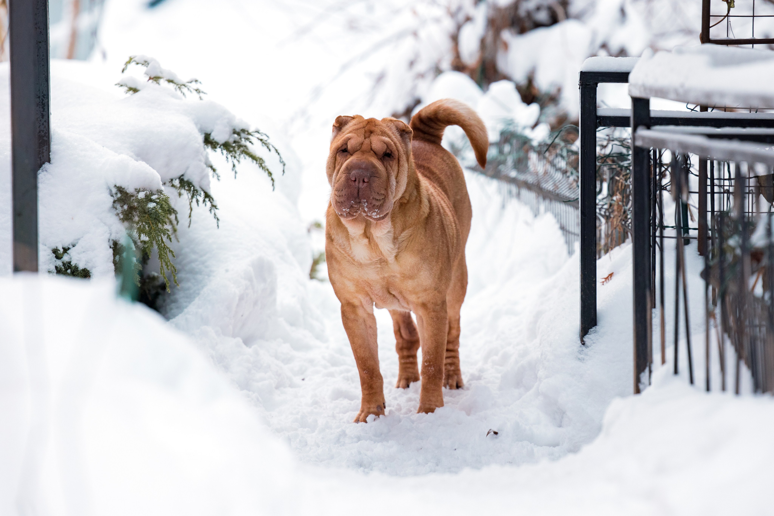 В гостях у шарпеев 16.01.2024. Фотограф-анималист Юлия Германика