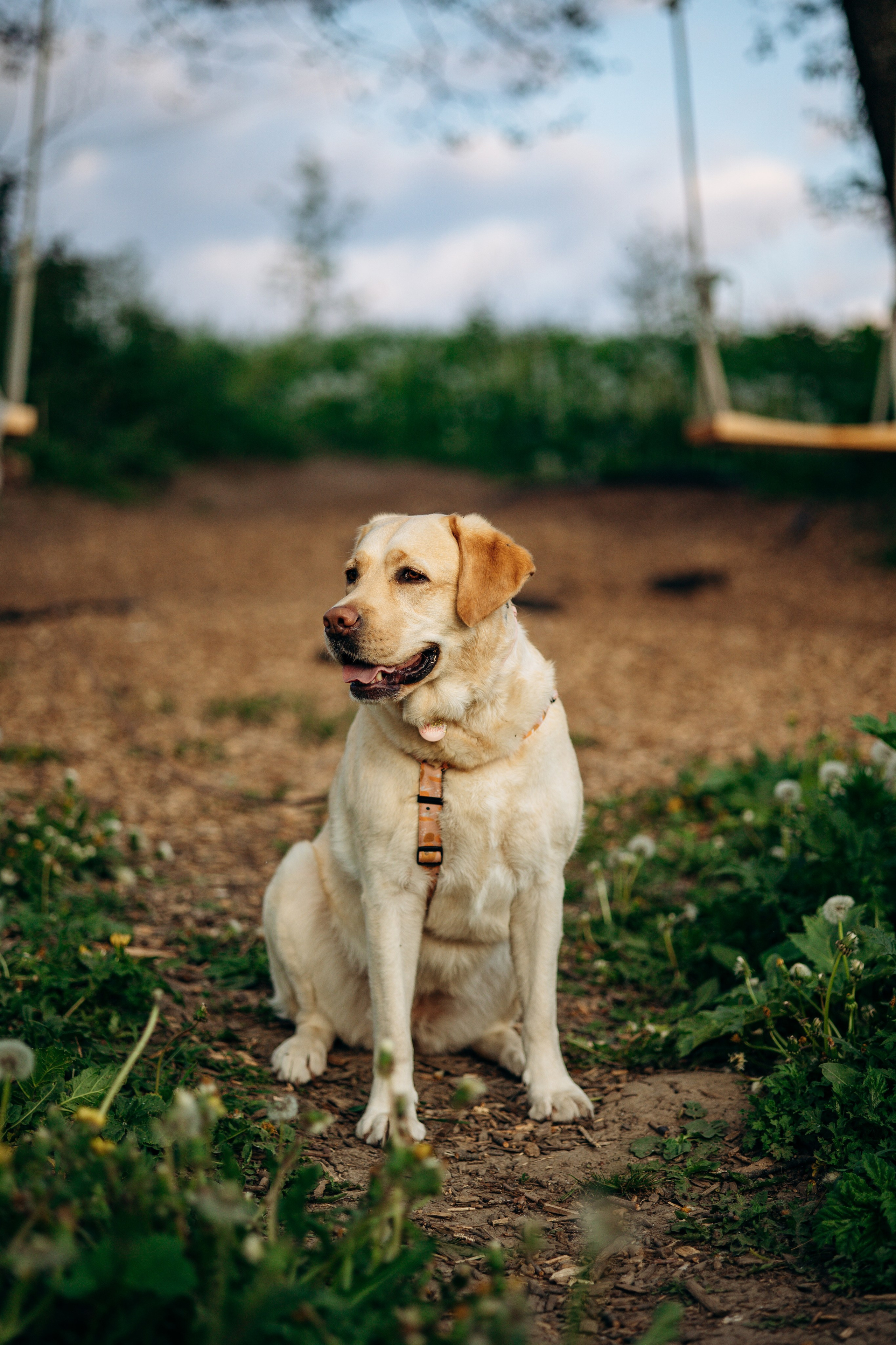 Шани и ее семья. Фотограф — Анималист | Санкт-Петербург