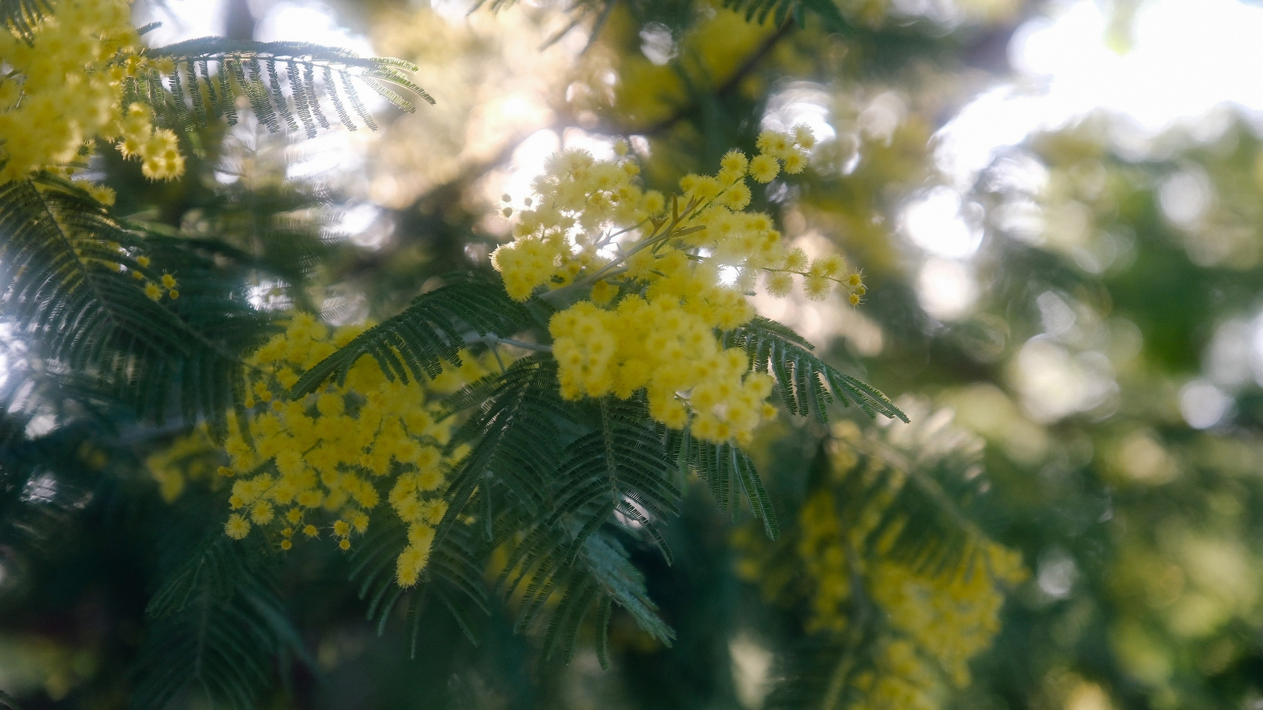 Русская Душа. Свадебный Видеограф Фотограф в Сочи