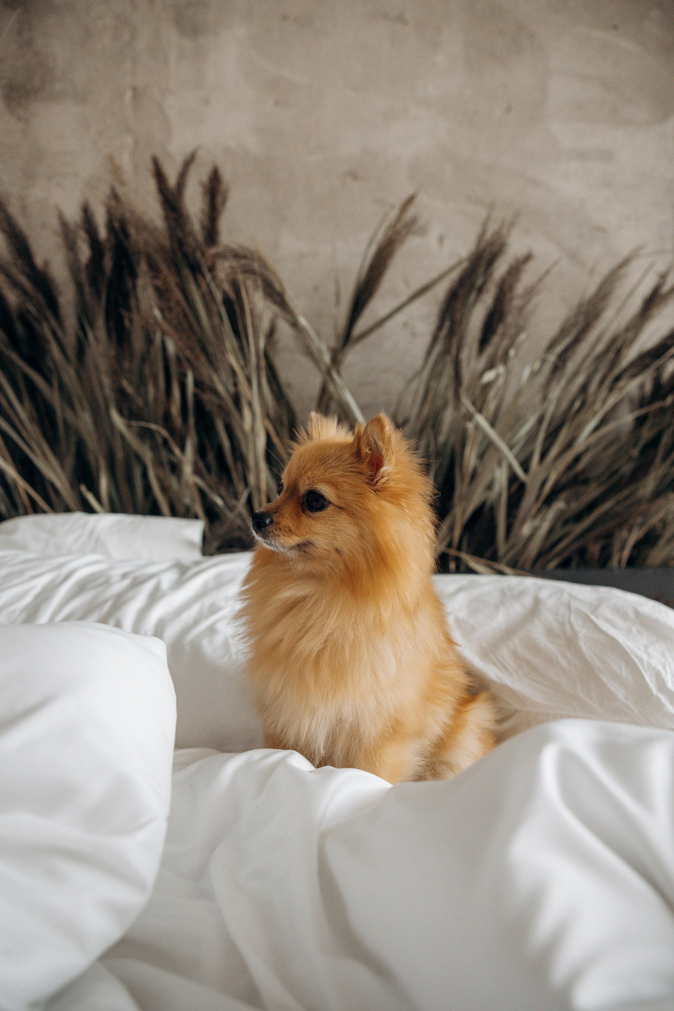 Съемка в студии с собакой. Анастасия Белаш