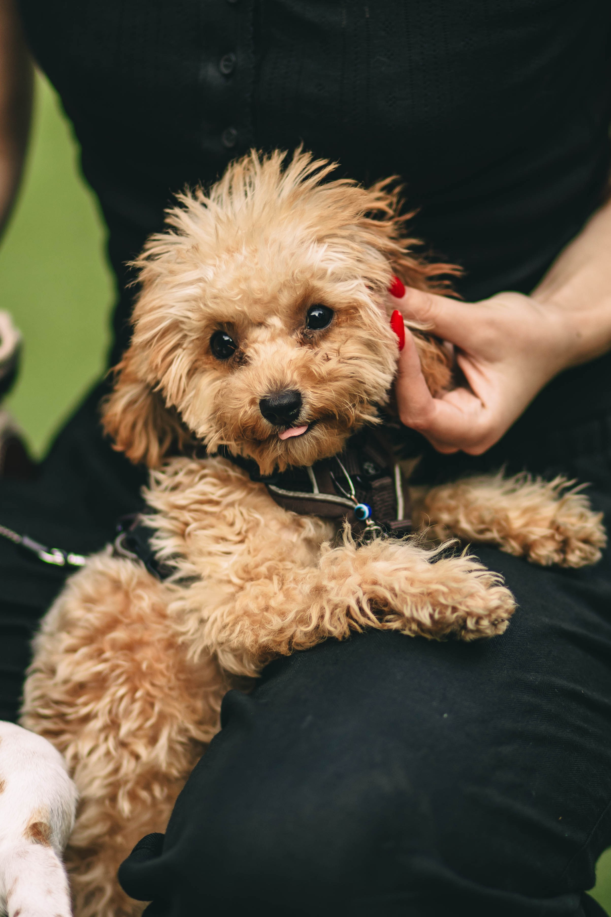 Pet-Party + Live-music |Парк Культуры. Фотограф в Ставрополе Алина Клочкова