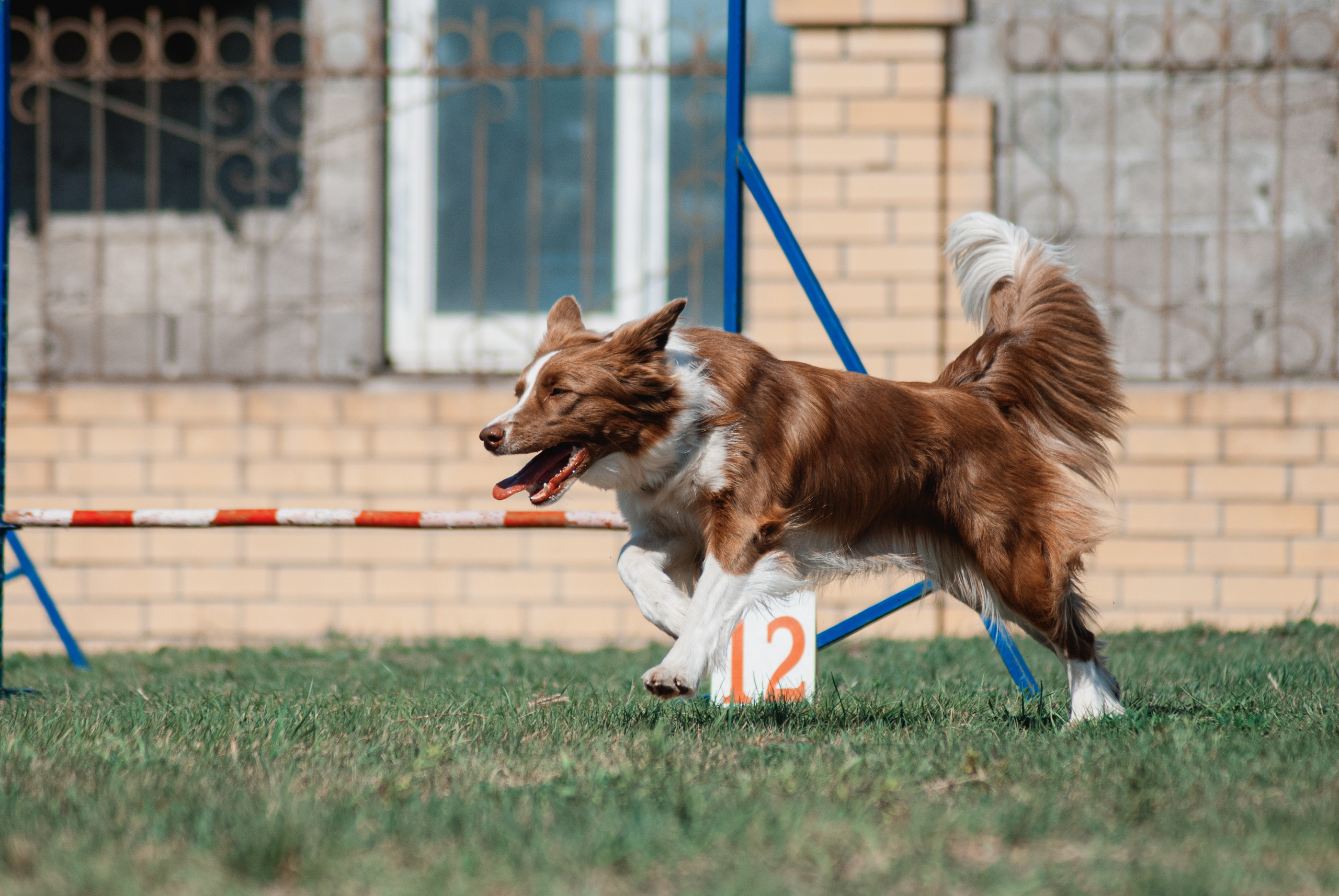 Аджилити. Фотограф в Тюмени Лизавета Сапицкая