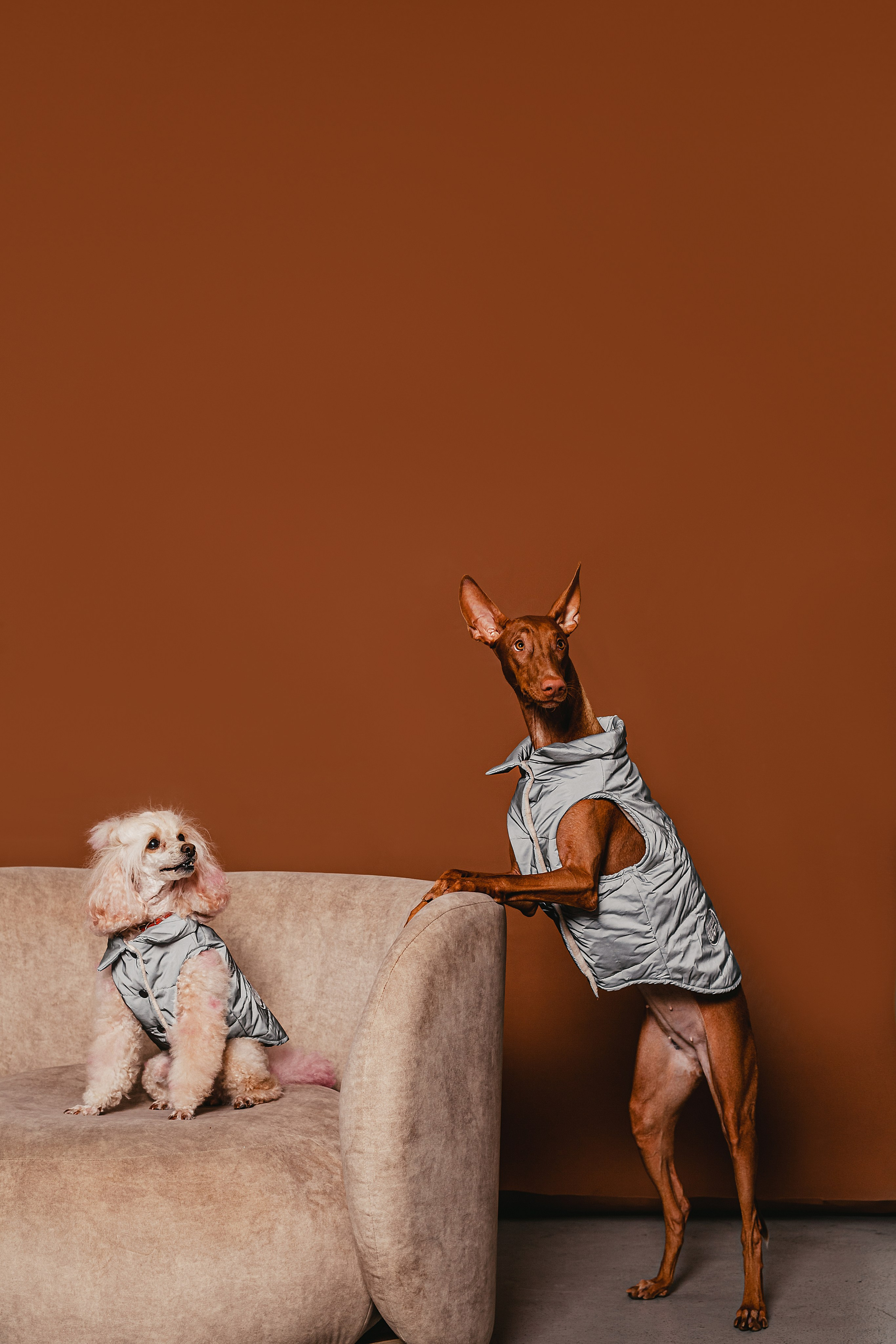 Съемка для бренда TEDDYBOY. Фотограф-анималист Татьяна Степанова