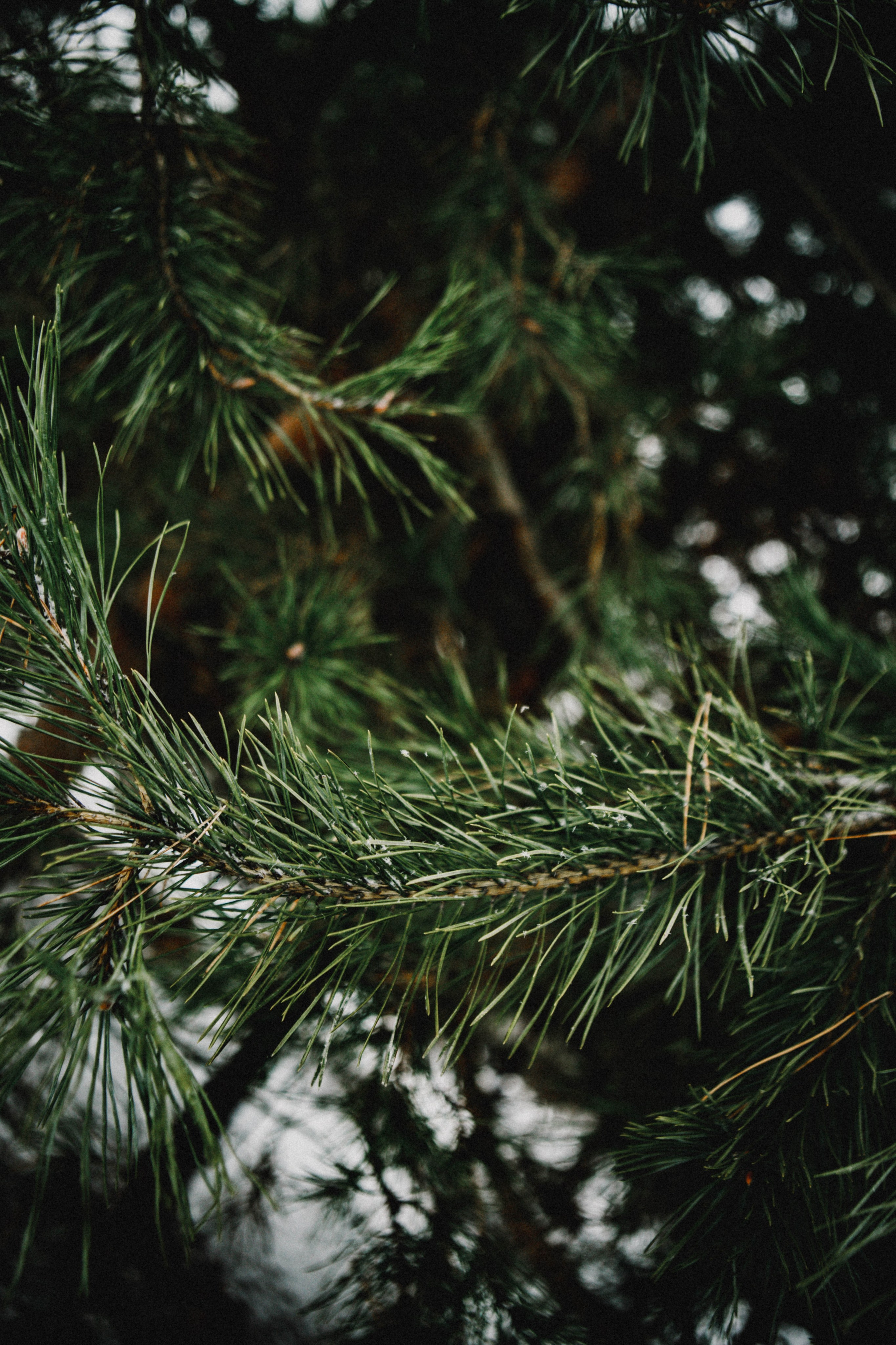 Настя ❄️ Ёлки-палки ❄️. Фотограф в Нижнем Новгороде
