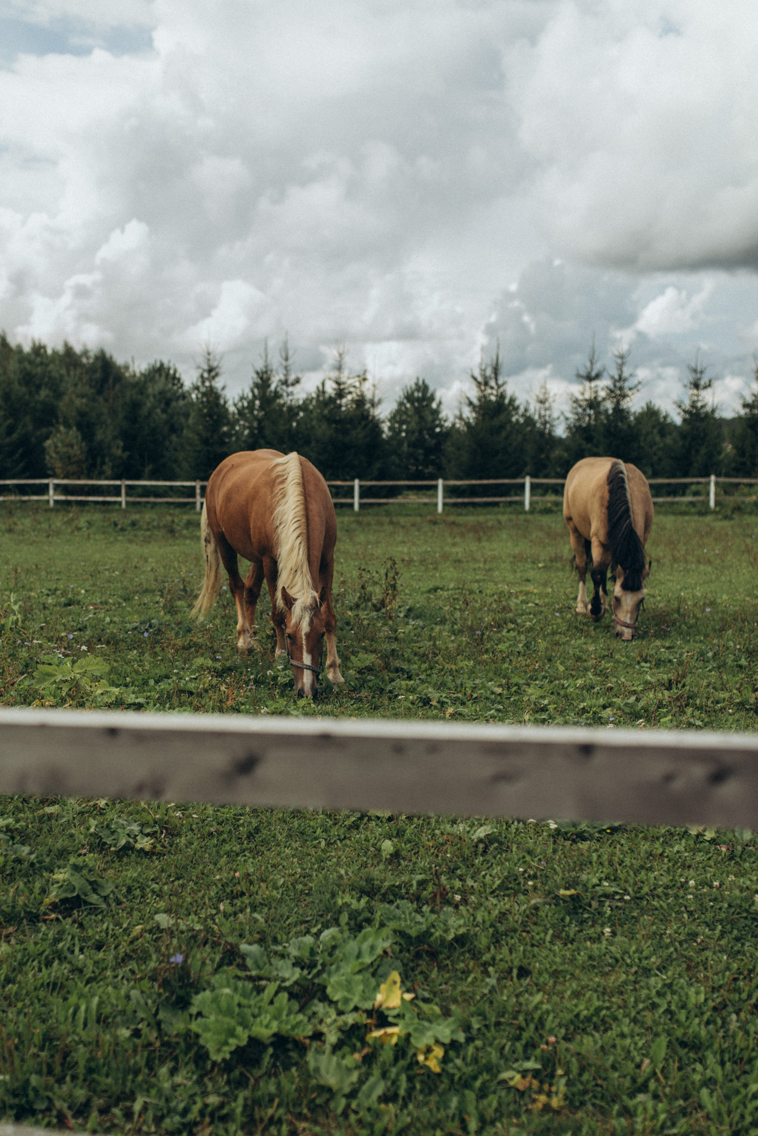 Натали. Семейный фотограф в Москве Екатерина Север