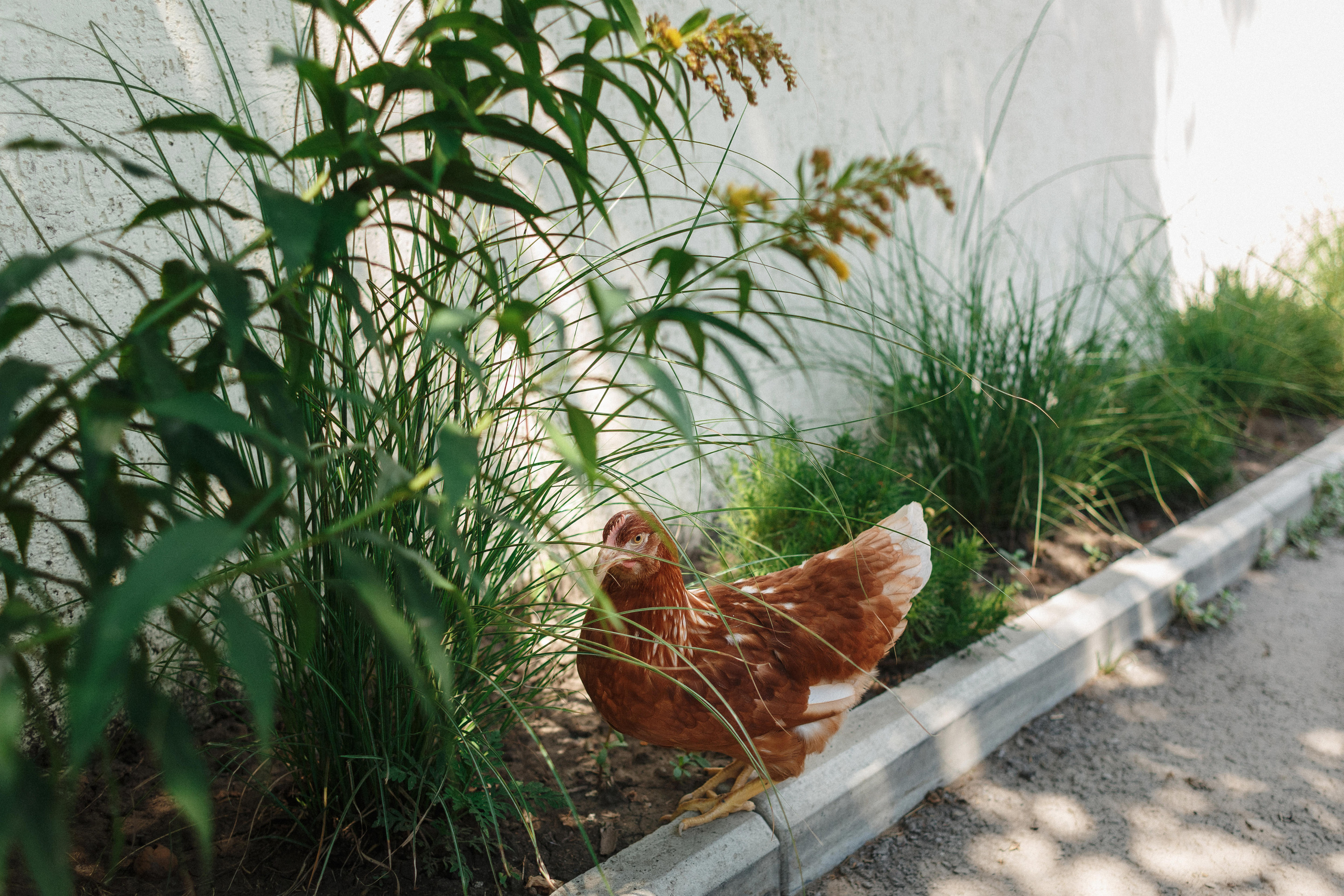 Незабываемые моменты свадьбы Захара и Дины. Свадебный и семейный фотограф в Таганроге Бакарюк Антон