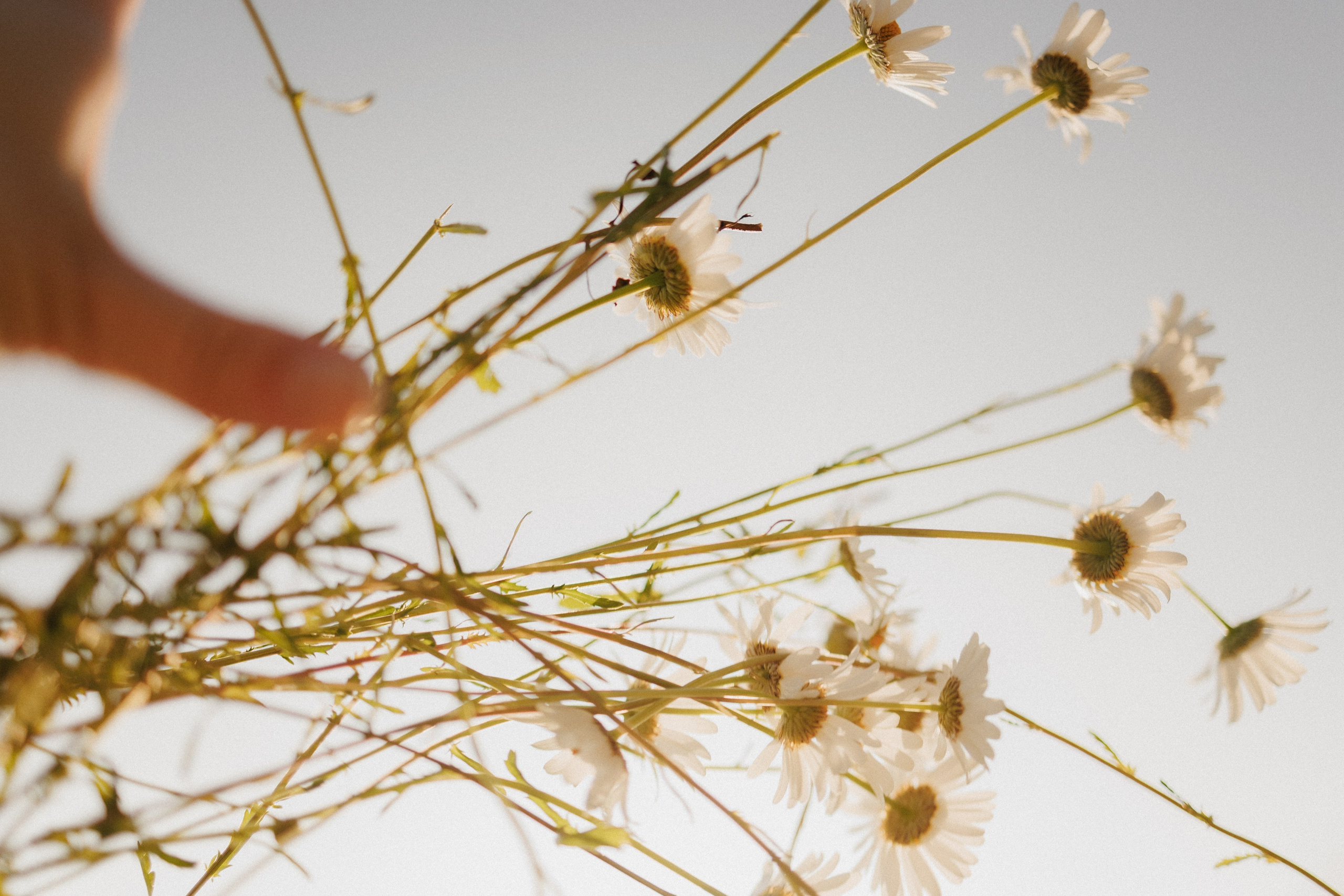 Привет, ромашки…. Свадебный, репортажный и портретный фотограф Сочи, Краснодар. Александра Зайцева